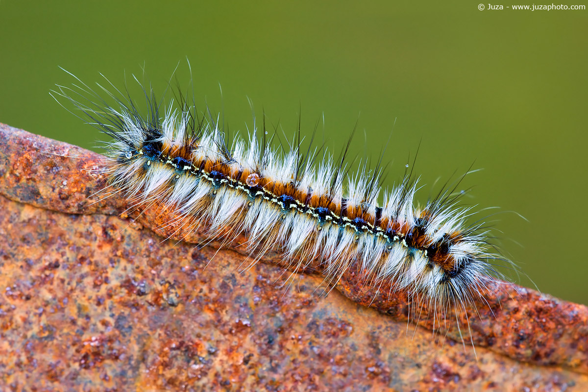 Eriogaster catax, 001422