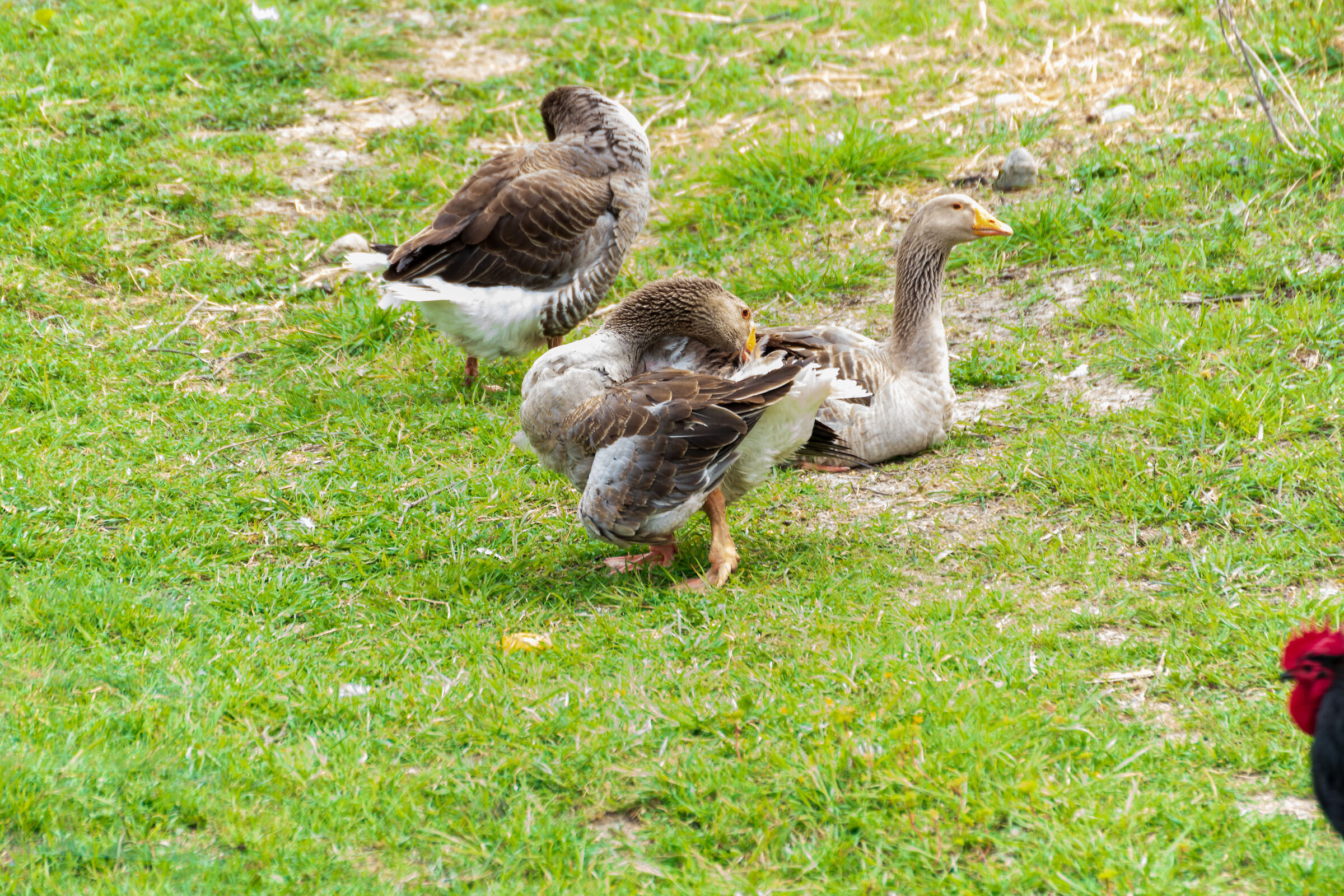 Three geese get beautiful and a cockerel approaches