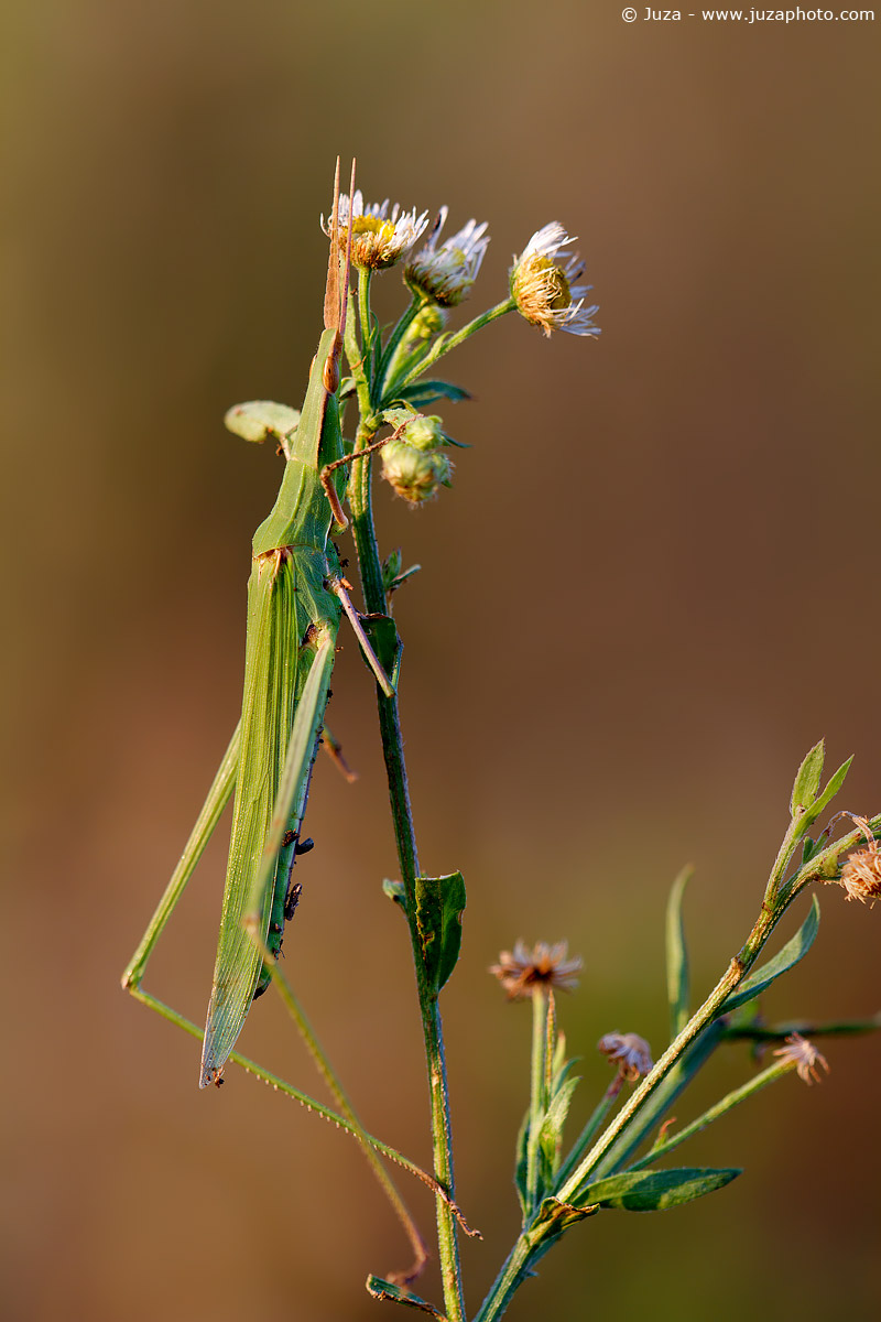 Acrida ungarica, 013193