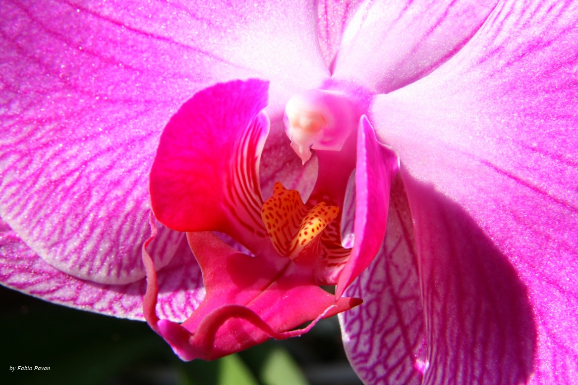 Orchid