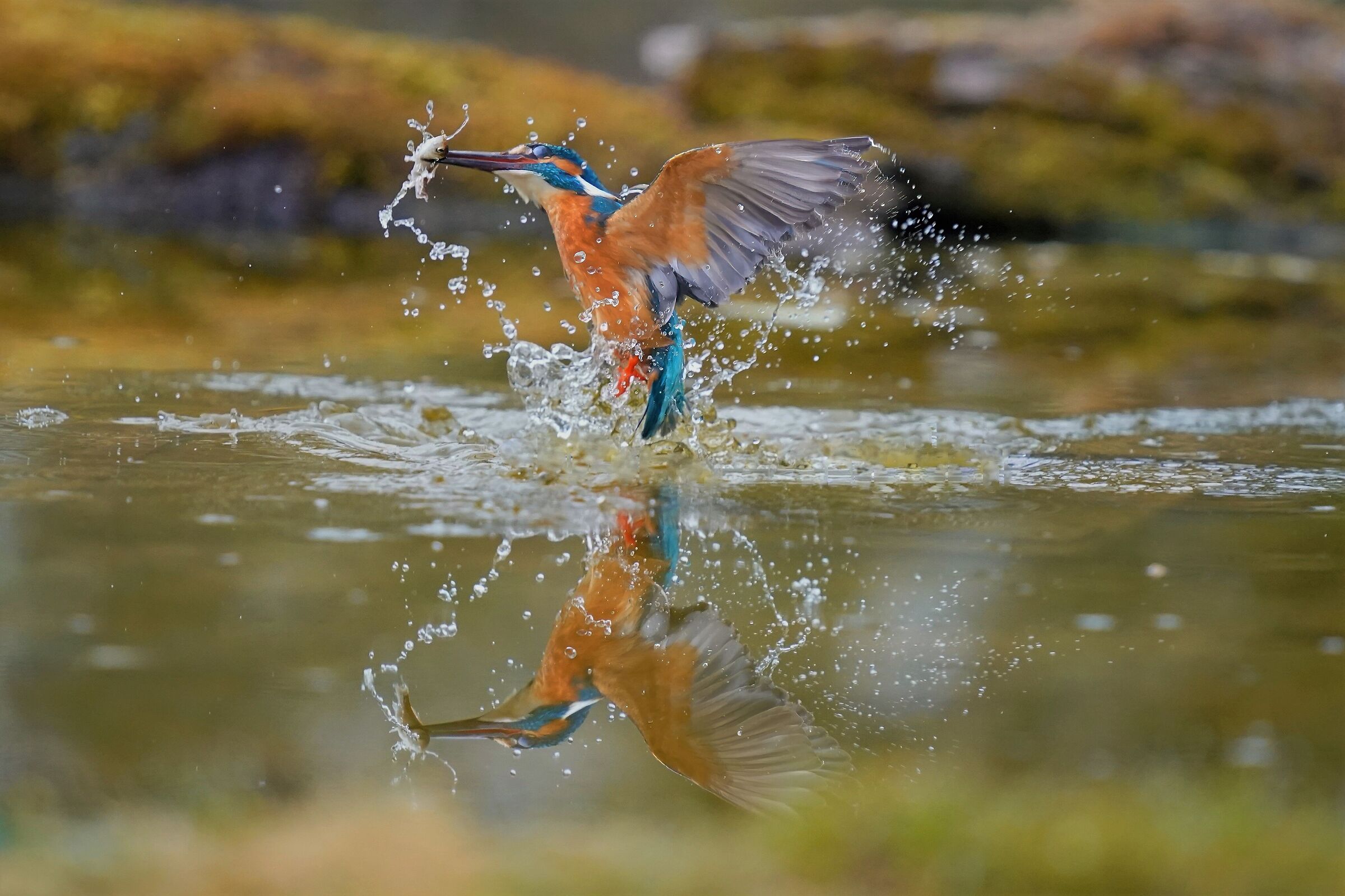 kingfisher