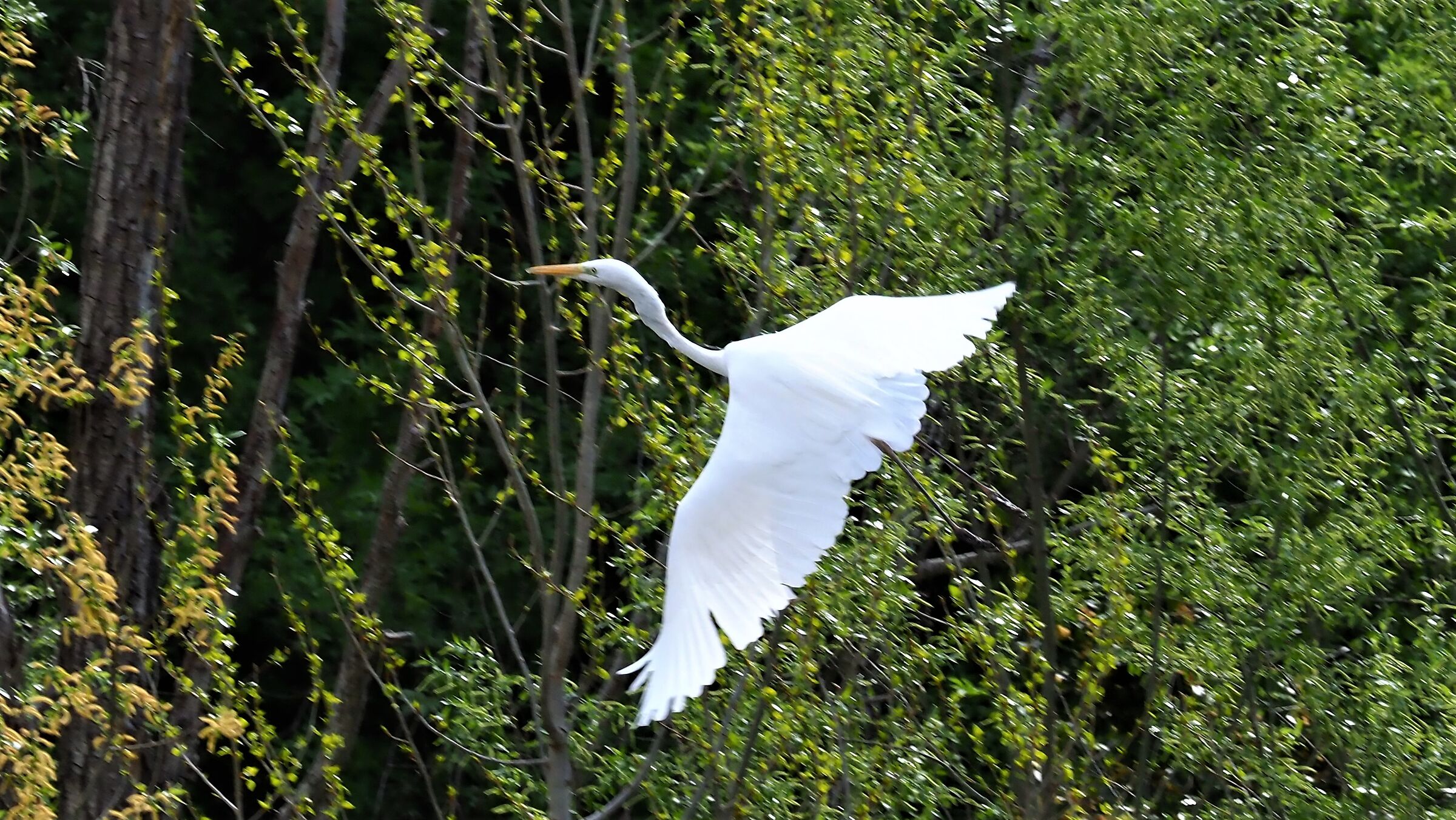 Airone bianco del cesano