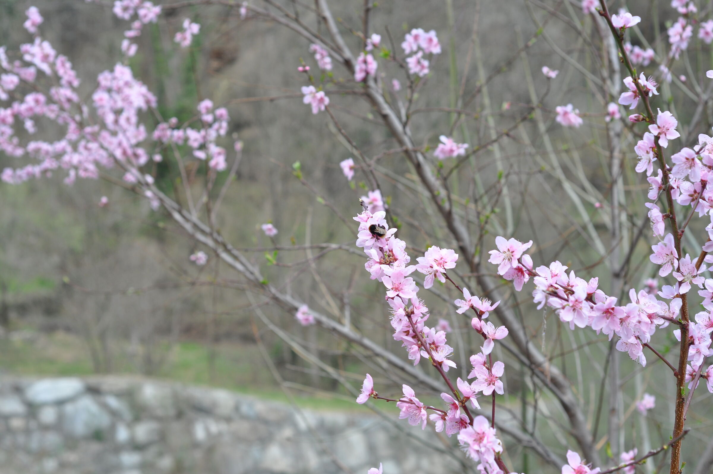 Fioritura