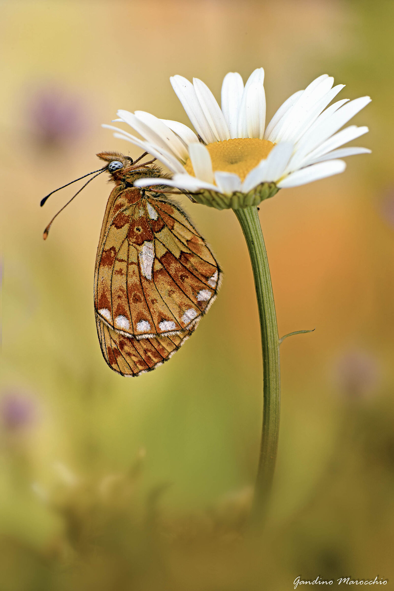Boloria Euphrosyne