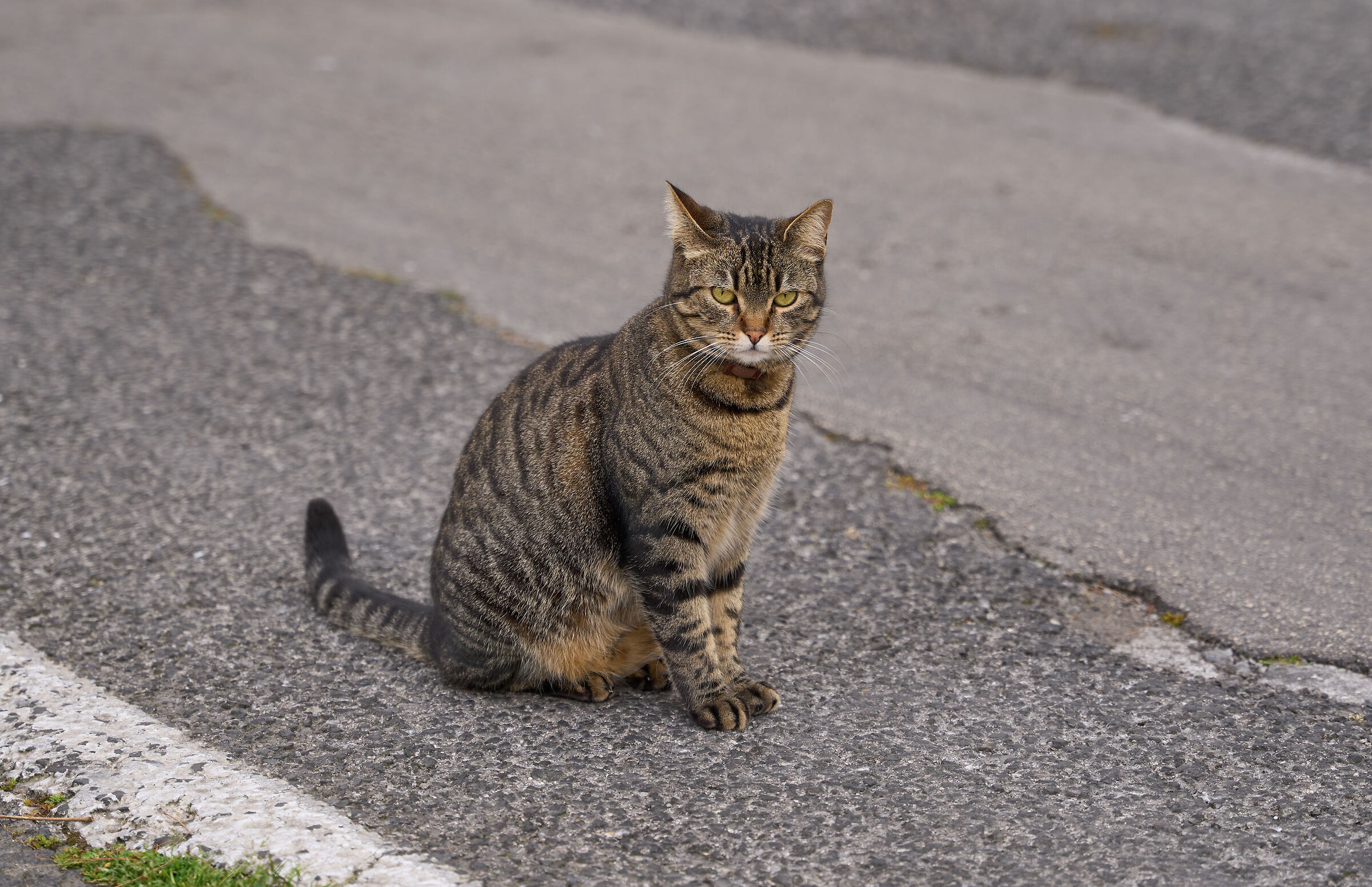 Gatto