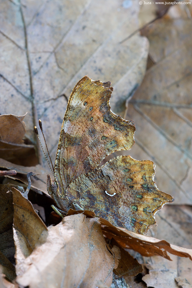 Polygonia c-album, 001420