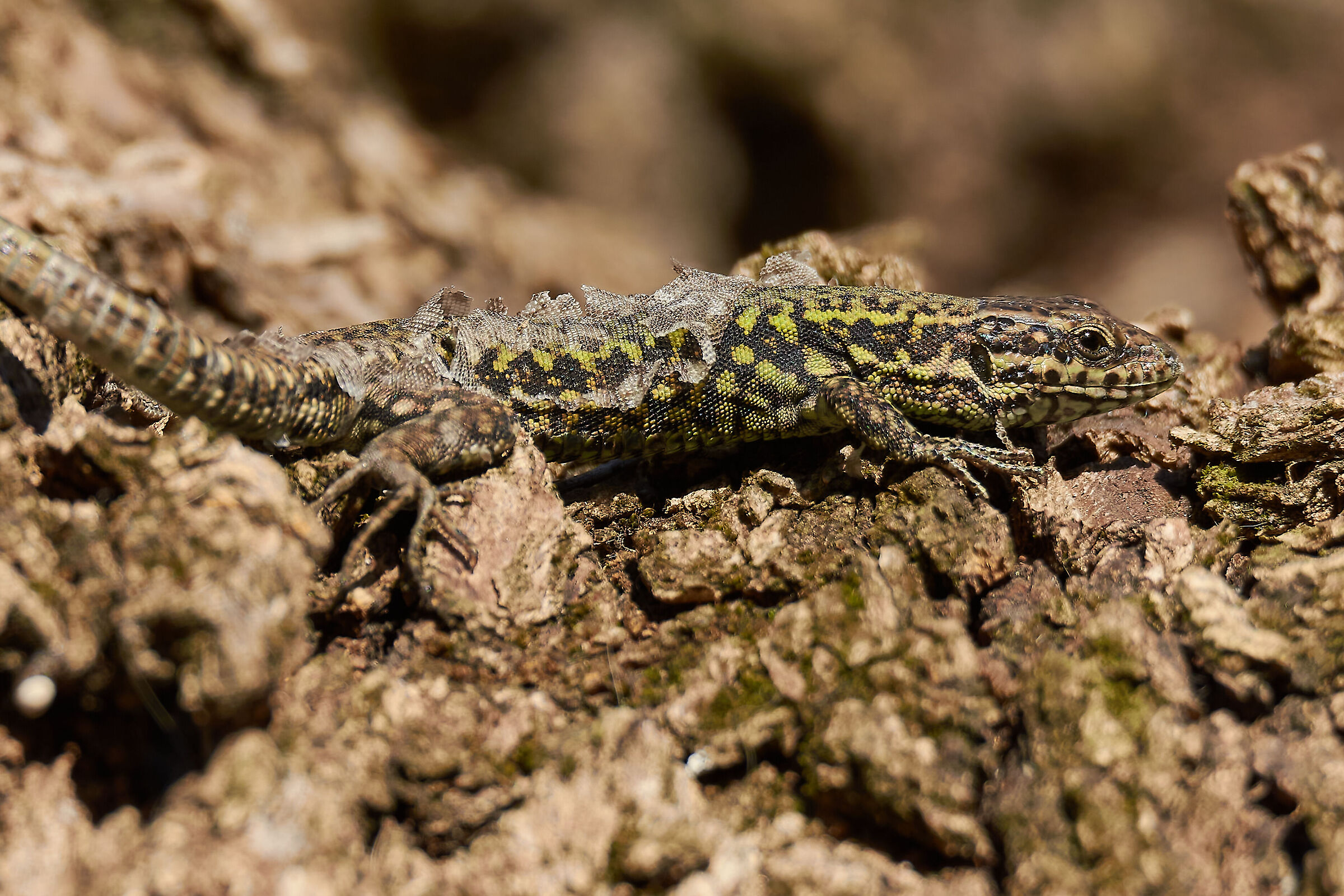La Muta di Primavera