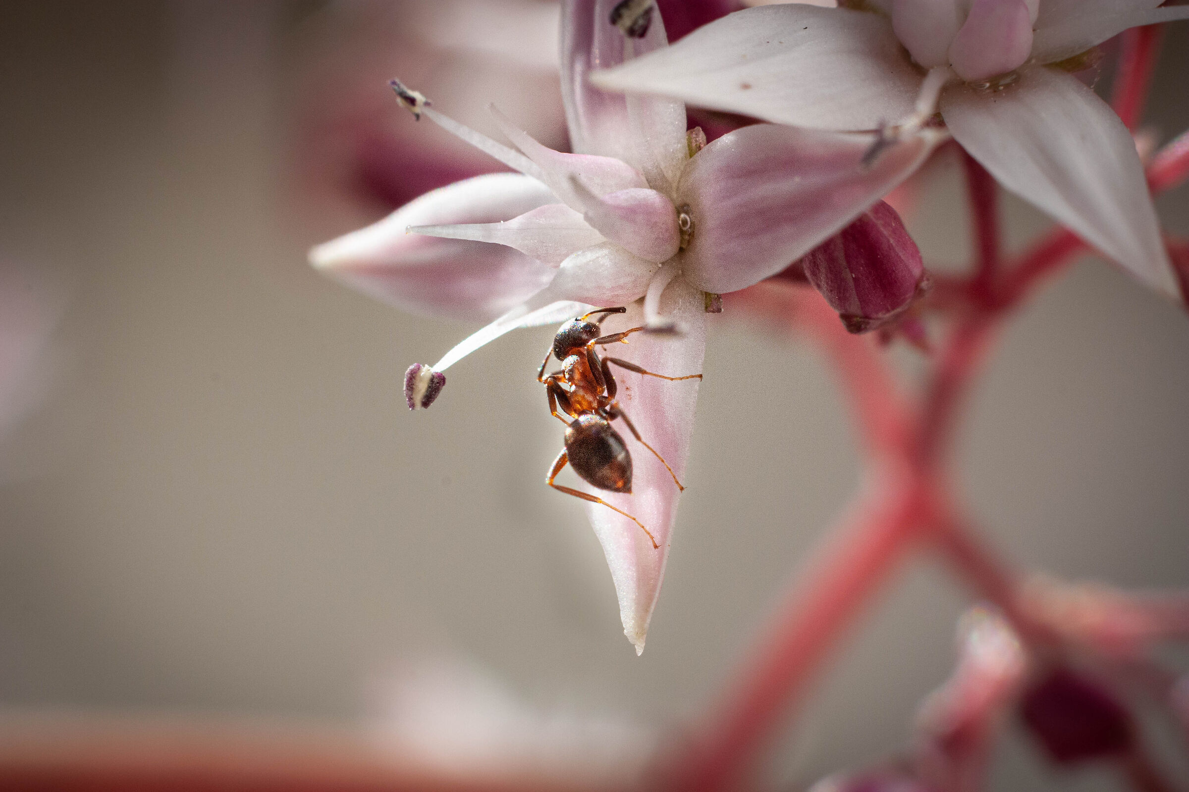 Fiore e formica 1 20210404