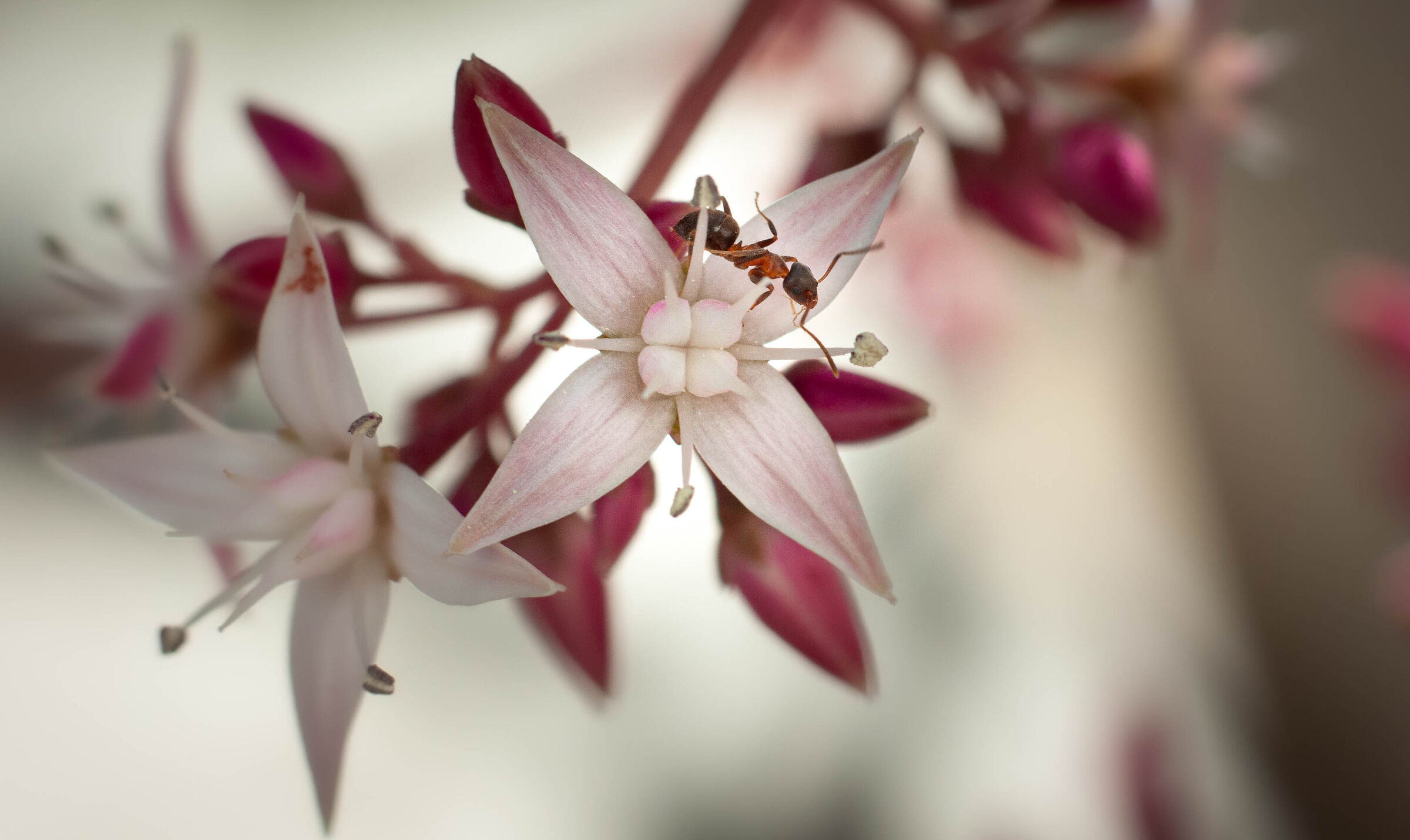 Fiore e formica 4 20210404