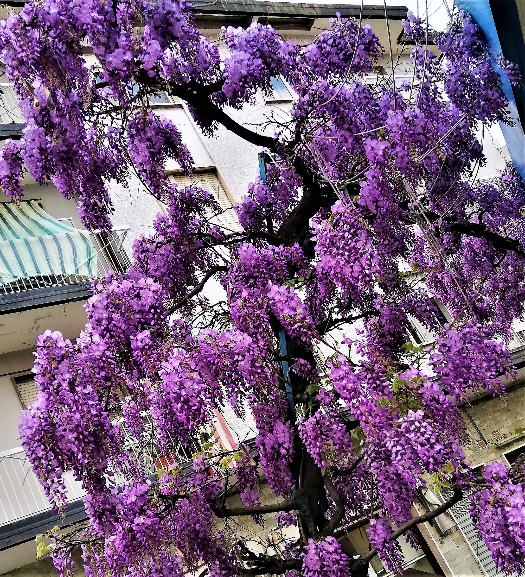 wisteria...
