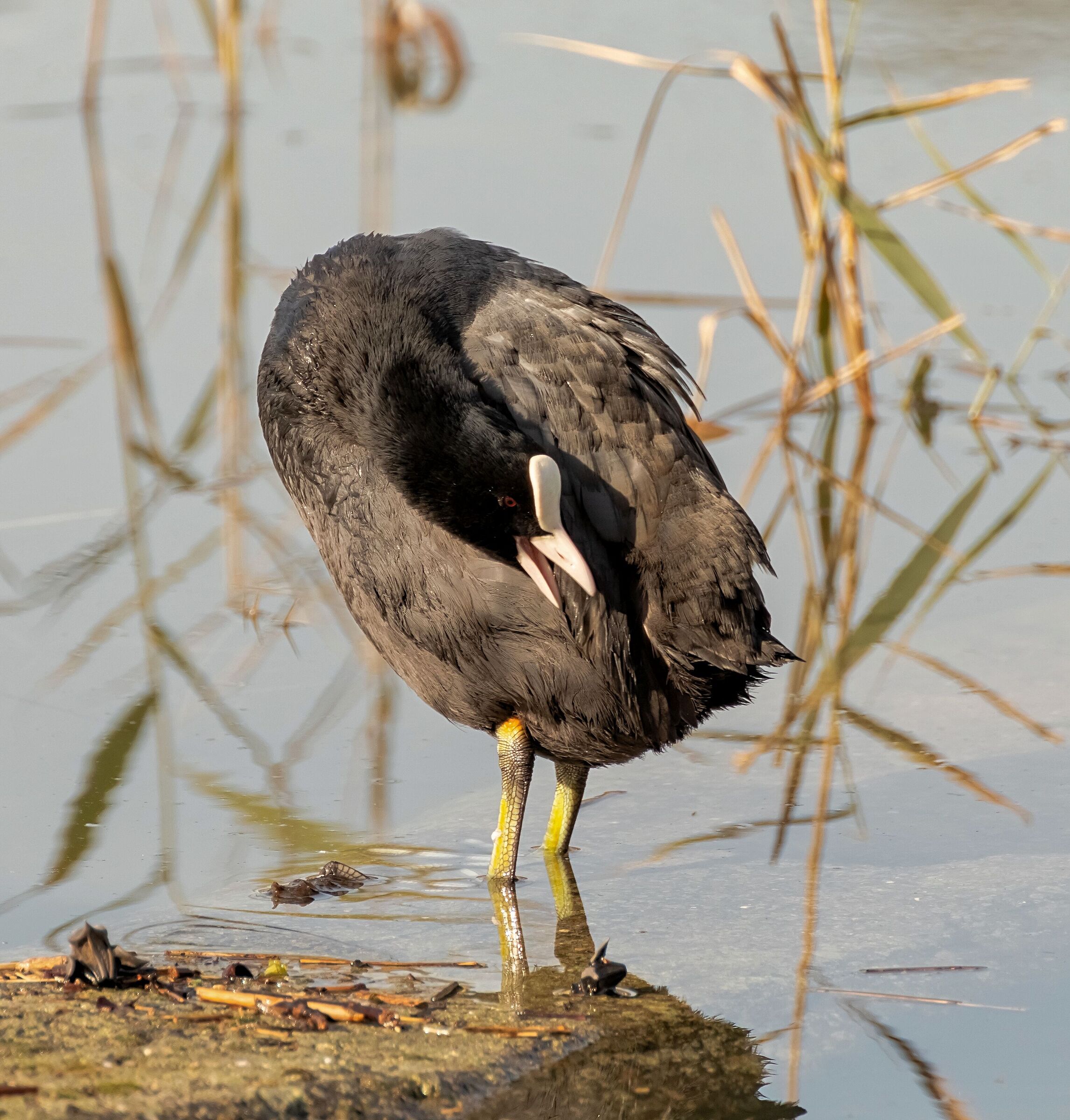 Fulica atra (Folaga) a riva per sue pulizie 29/10/2020