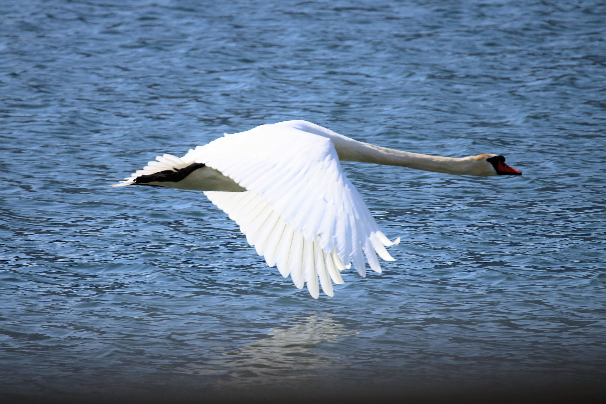 swan in flight caught on the fly