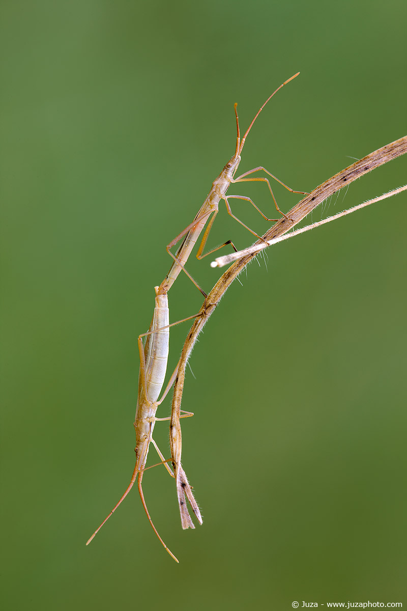 Chorosoma schillingi, 010142