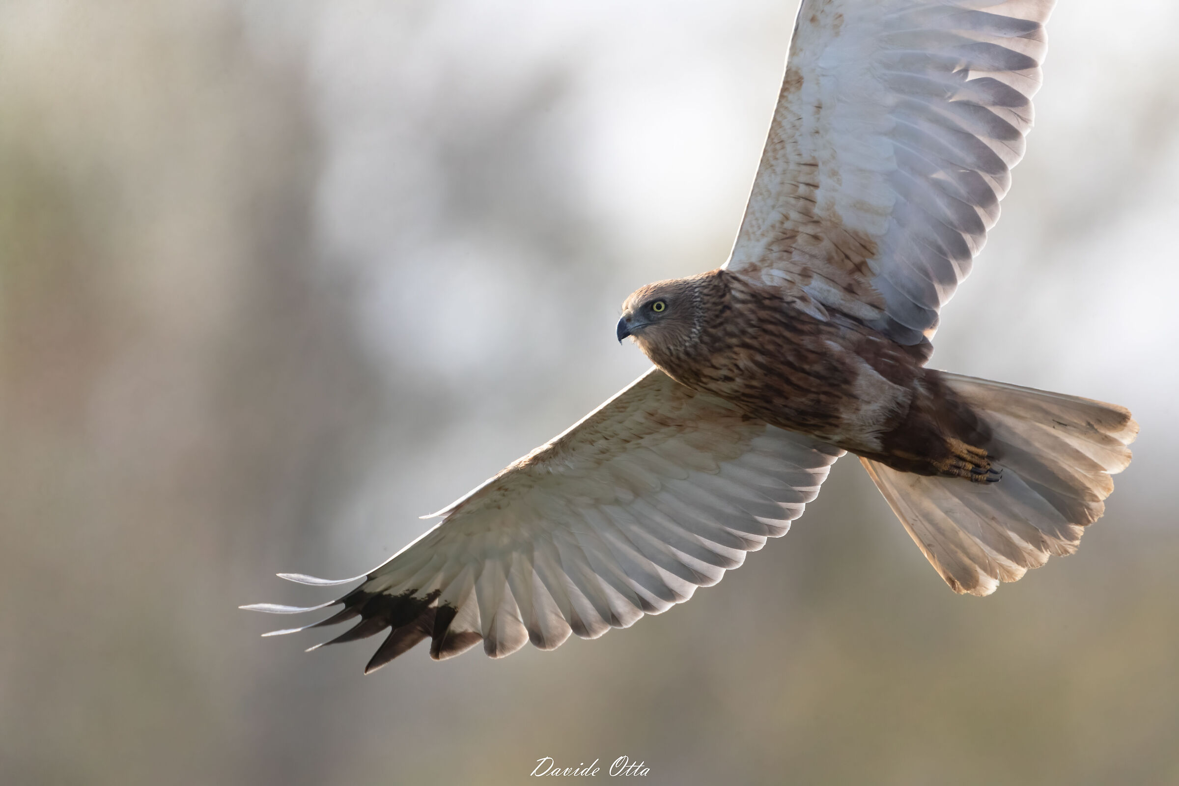 Falco di palude