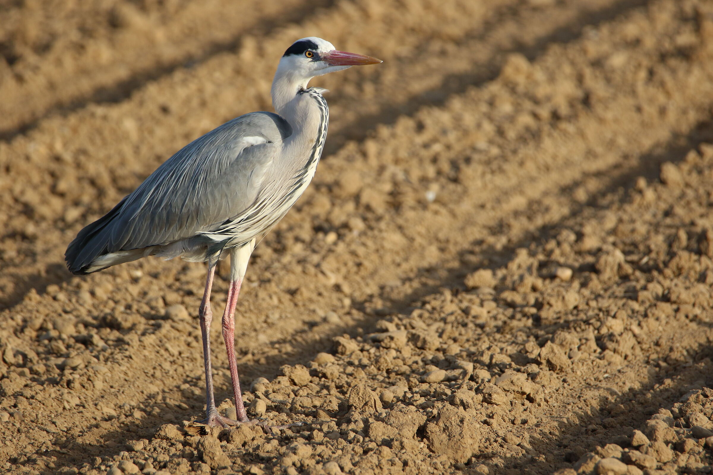 Heron Cinerino - Pessano with Bornago