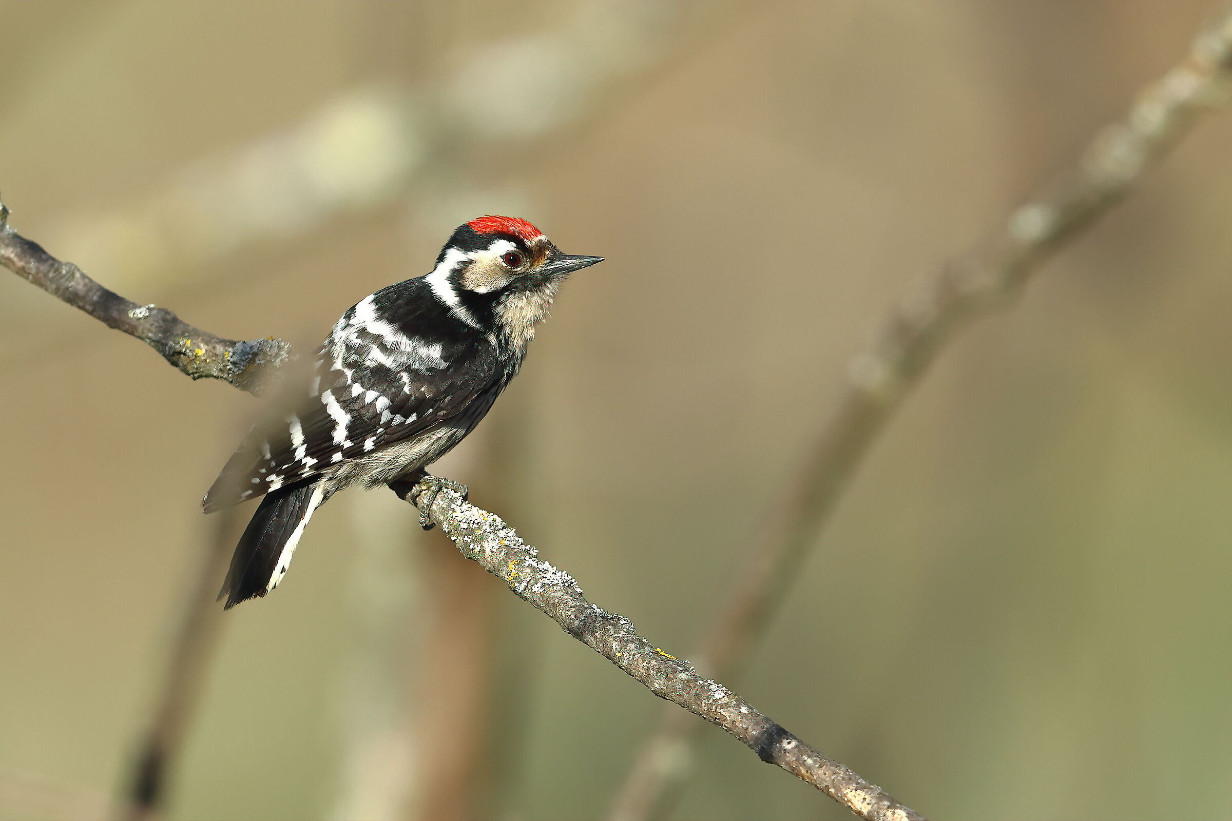 Red woodpecker min. ?