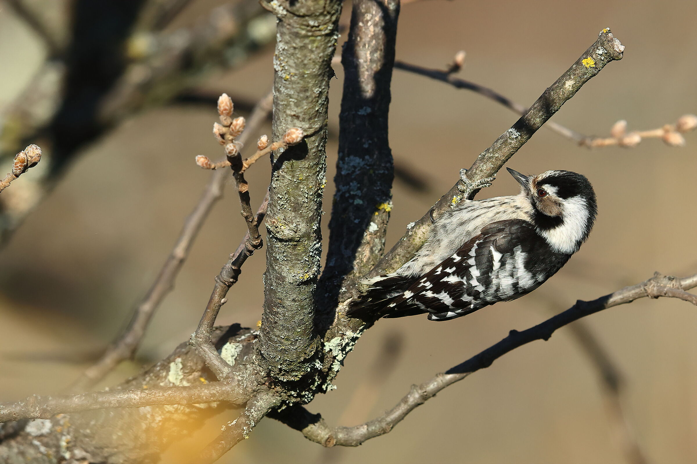 Red woodpecker min. ?