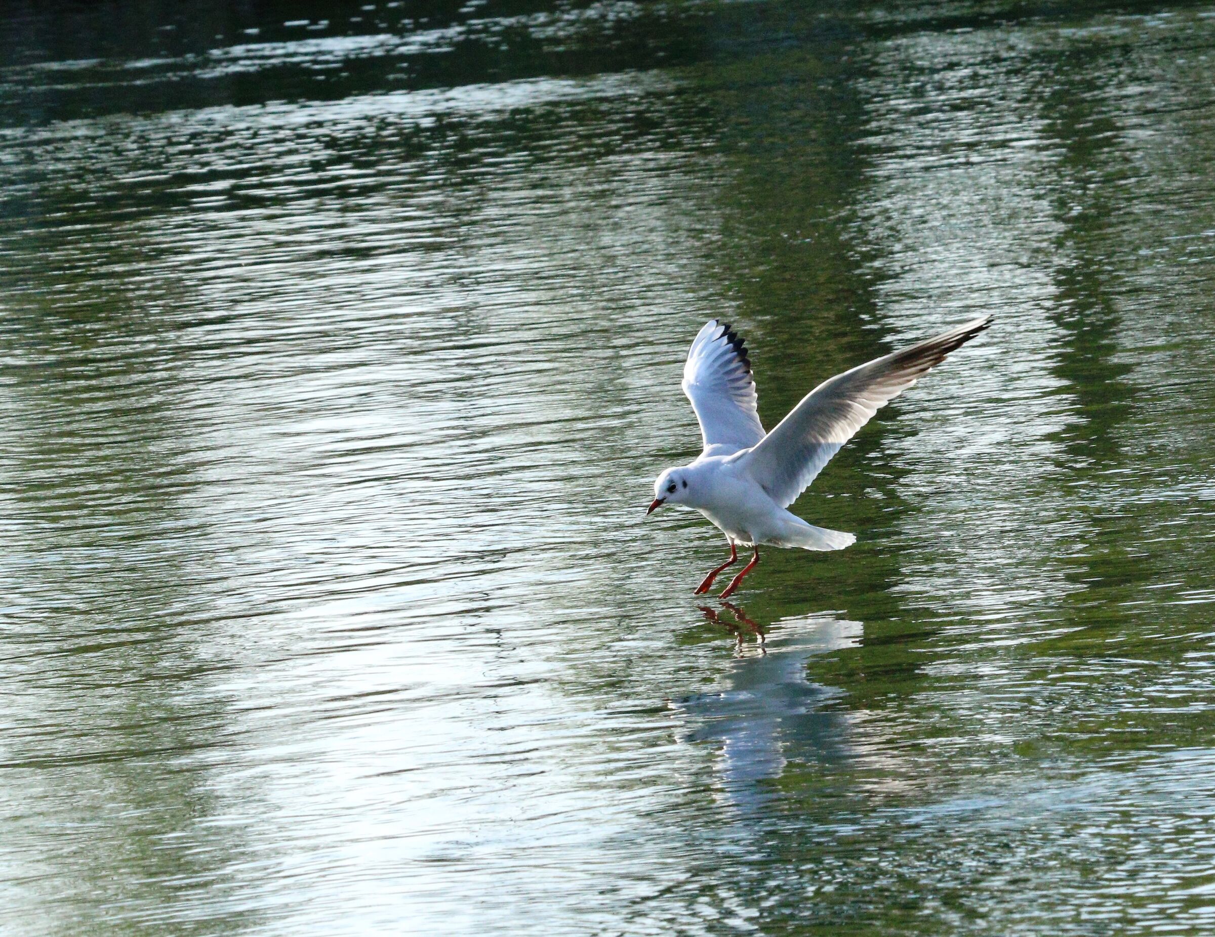 Common Seagull - Landing!