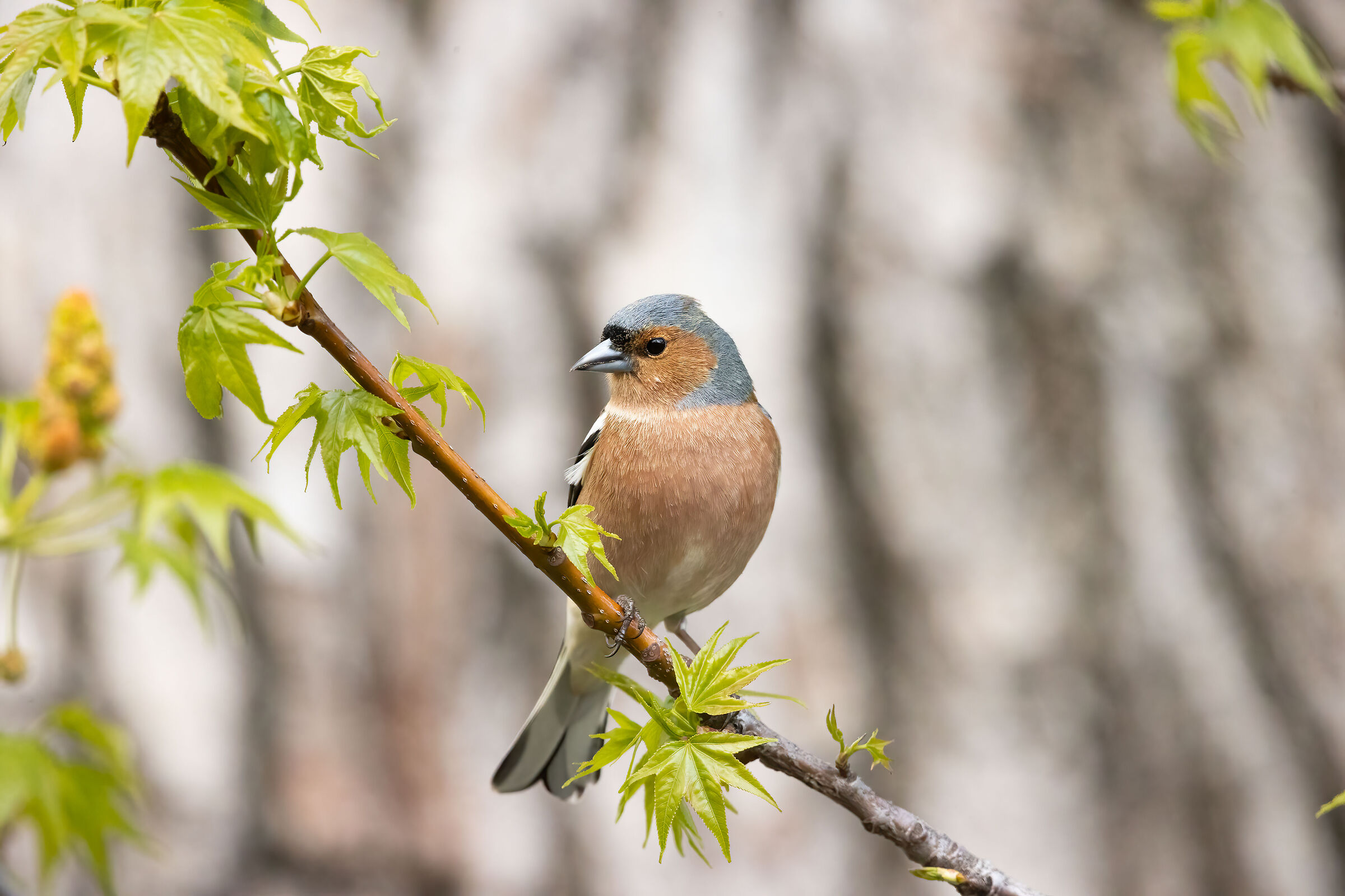 Fringuello (Fringilla coelebs)