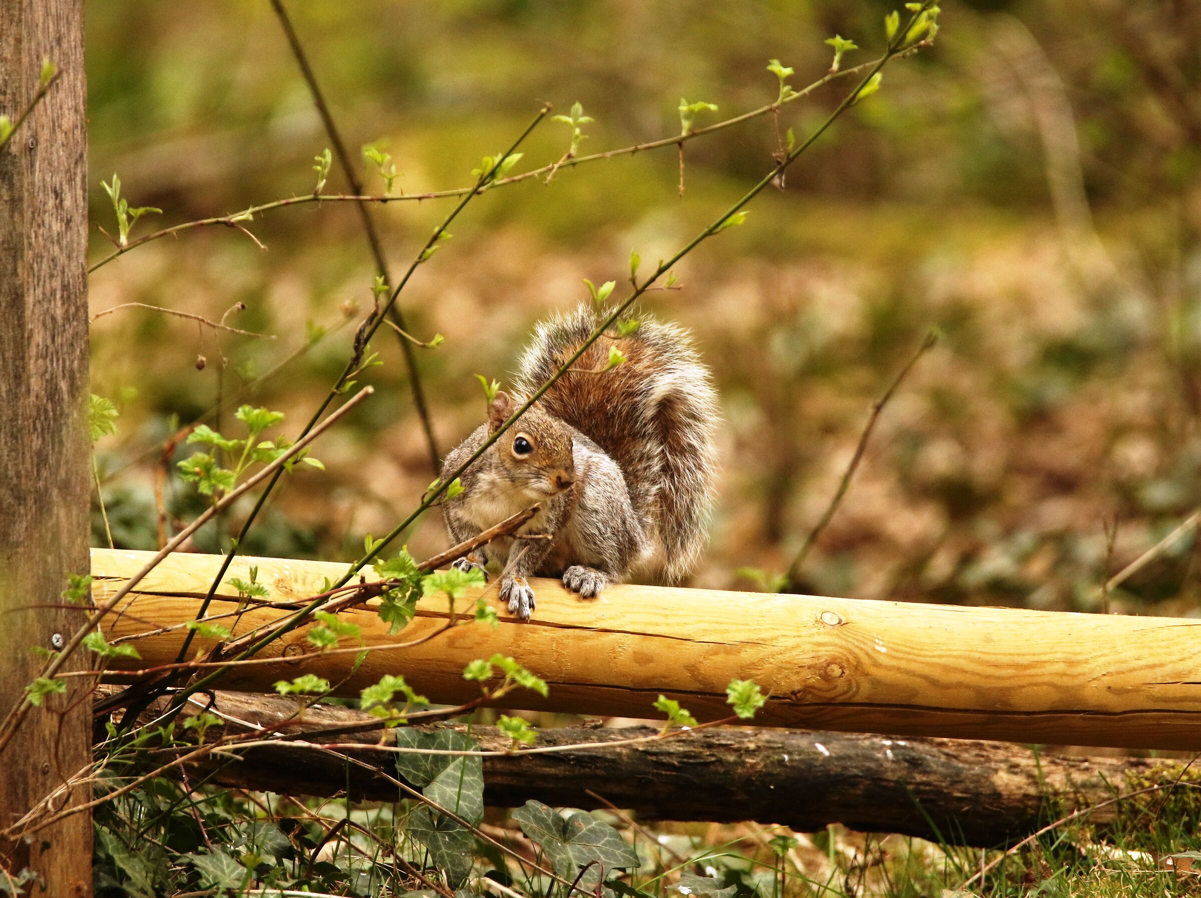 North American Grey Squirrel - Trezzo sull'Adda
