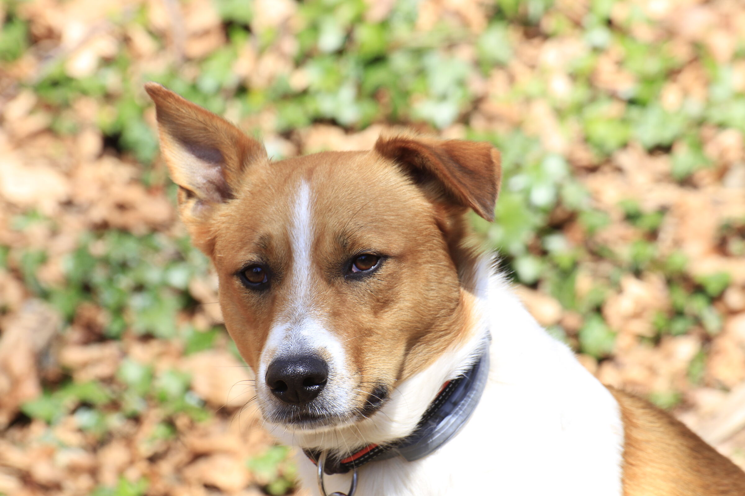 Un amore di cane - Rollo