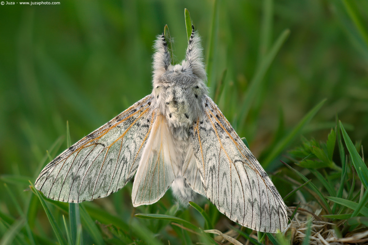 Cerura vinula, 005551