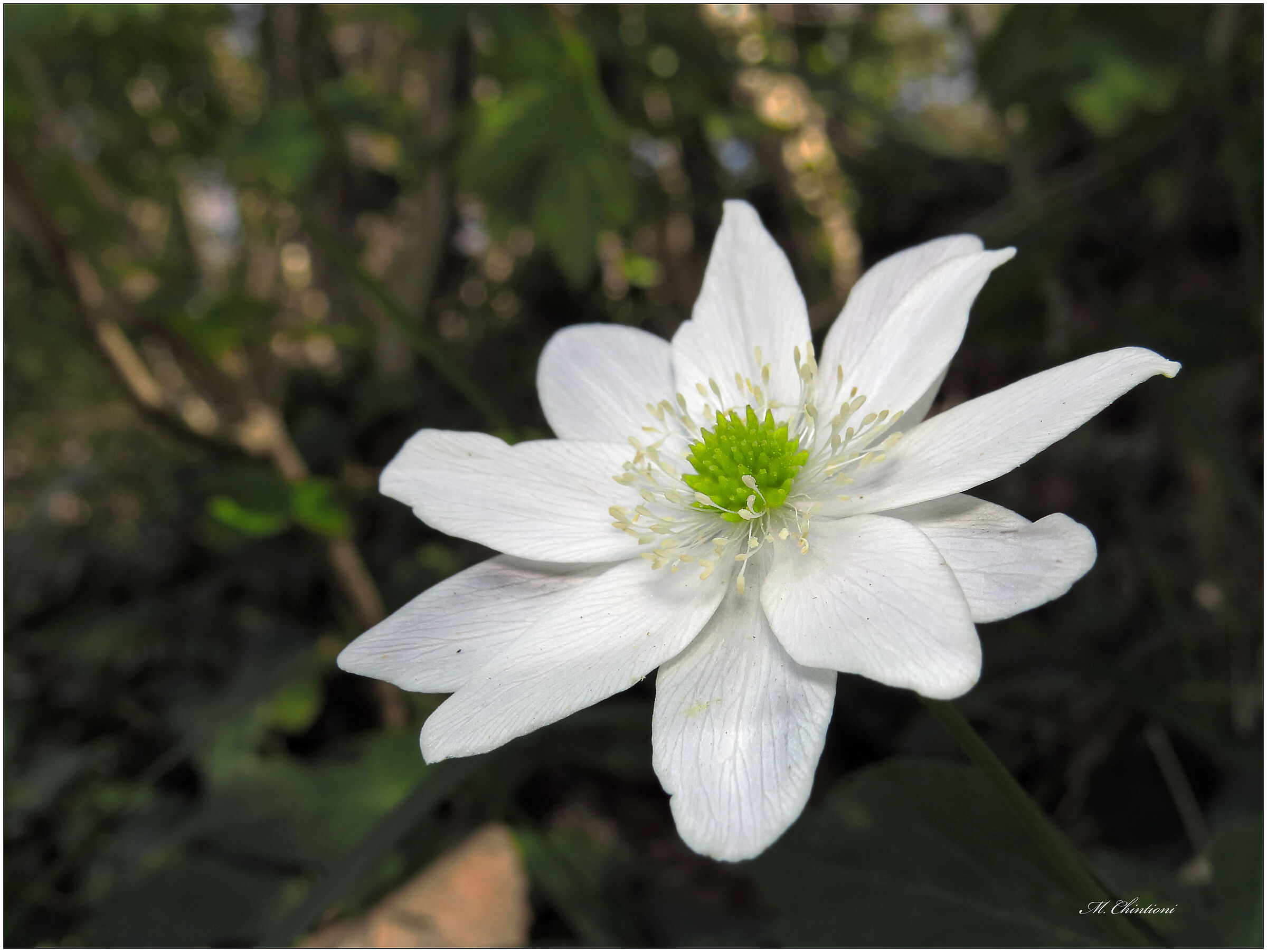 ... le Luci del Sottobosco