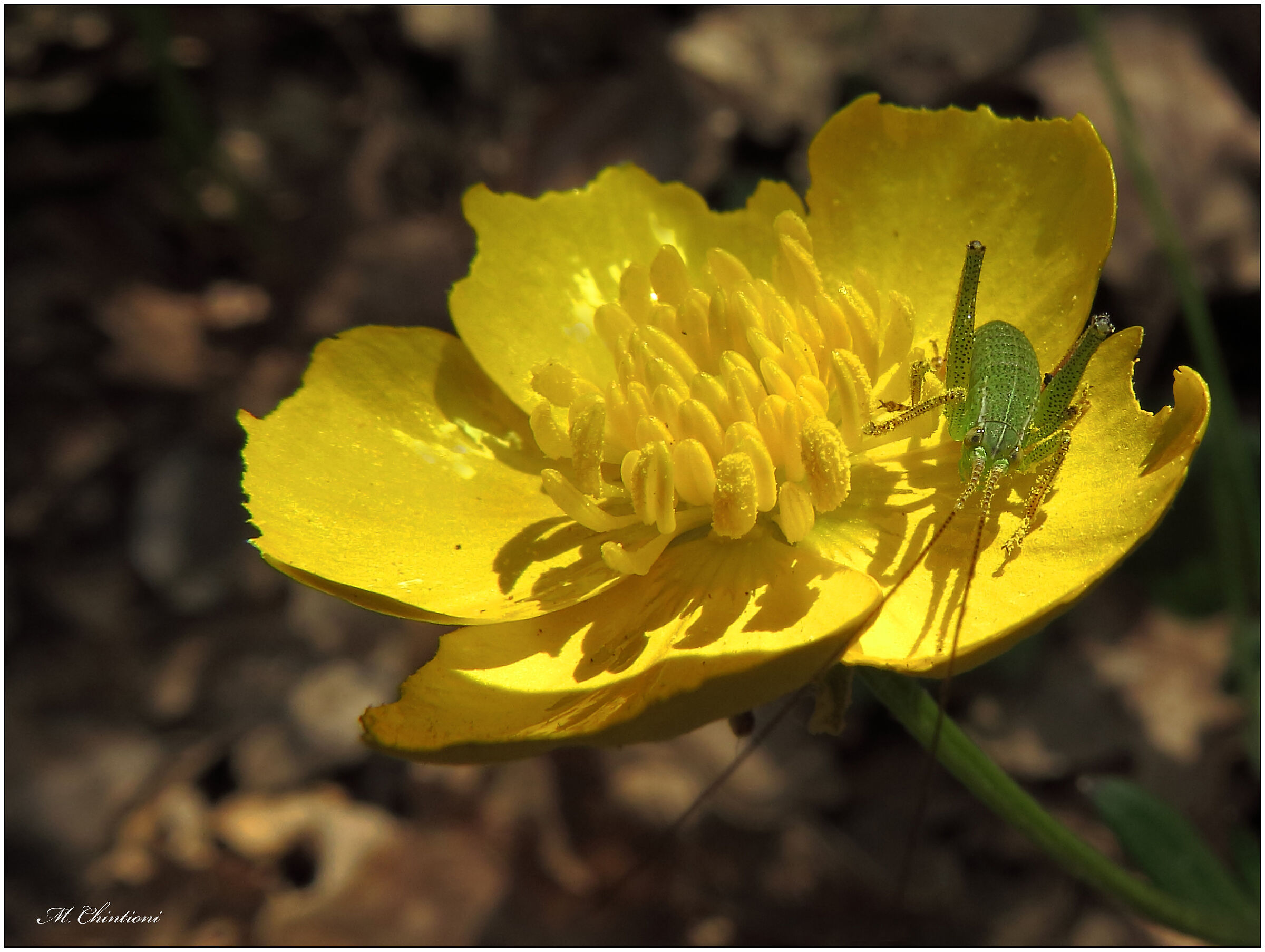 Grillo ... in miniatura