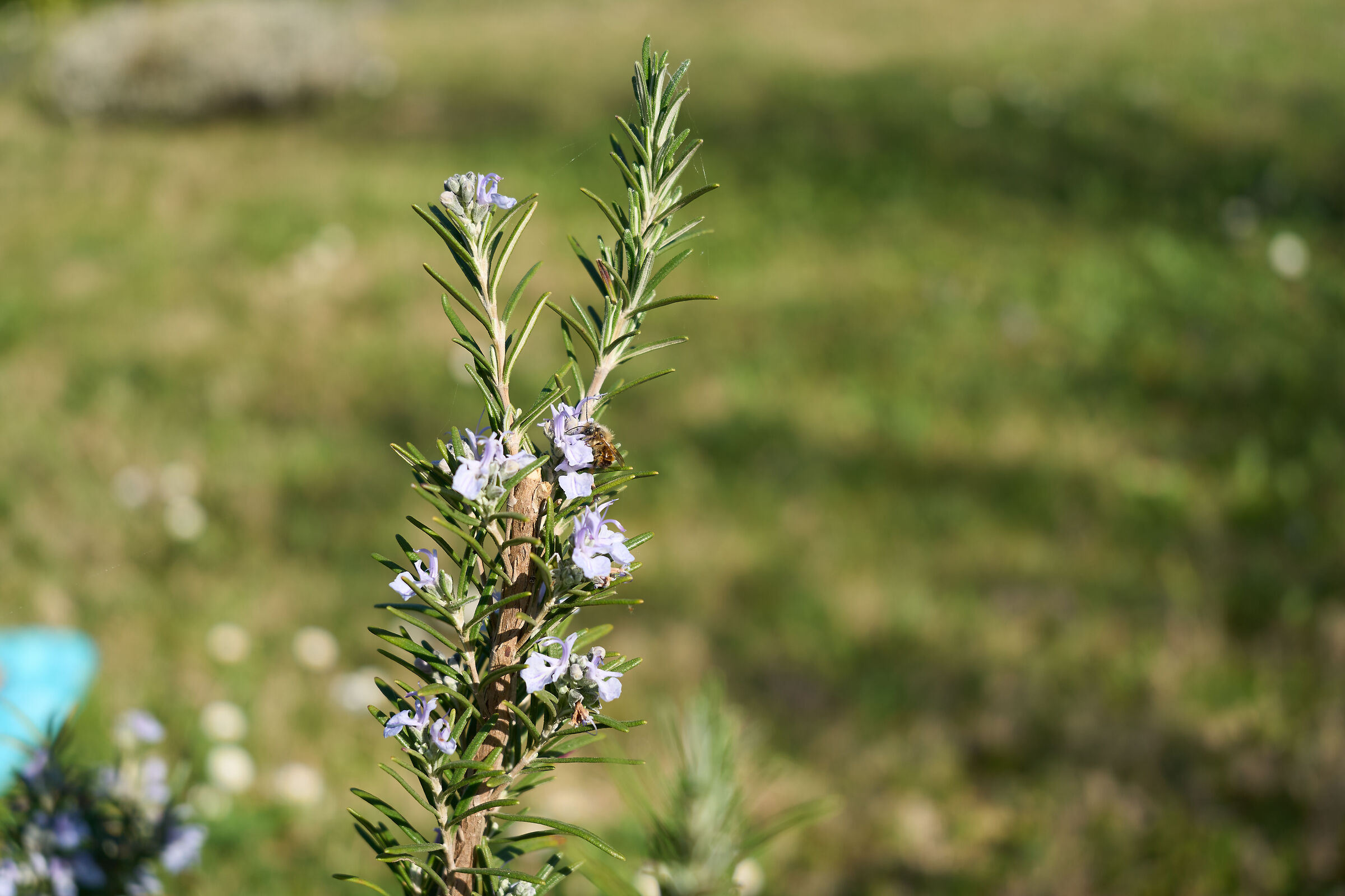 Test A7C 03, RAW da C1 "Sony A7C ProStandard"