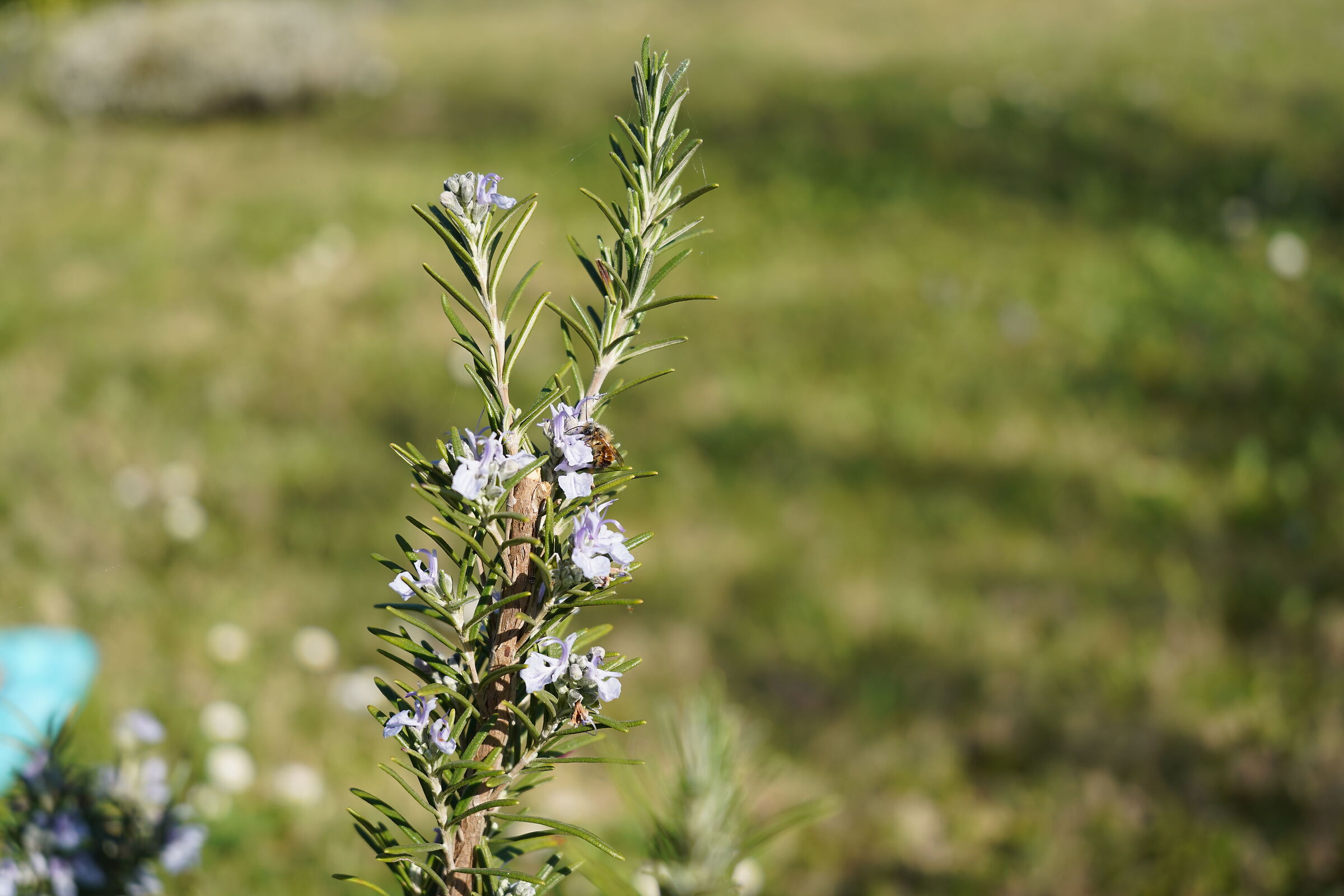 Test A7C 03, jpeg con Profilo STD 0,0,0 - AWB - DR off