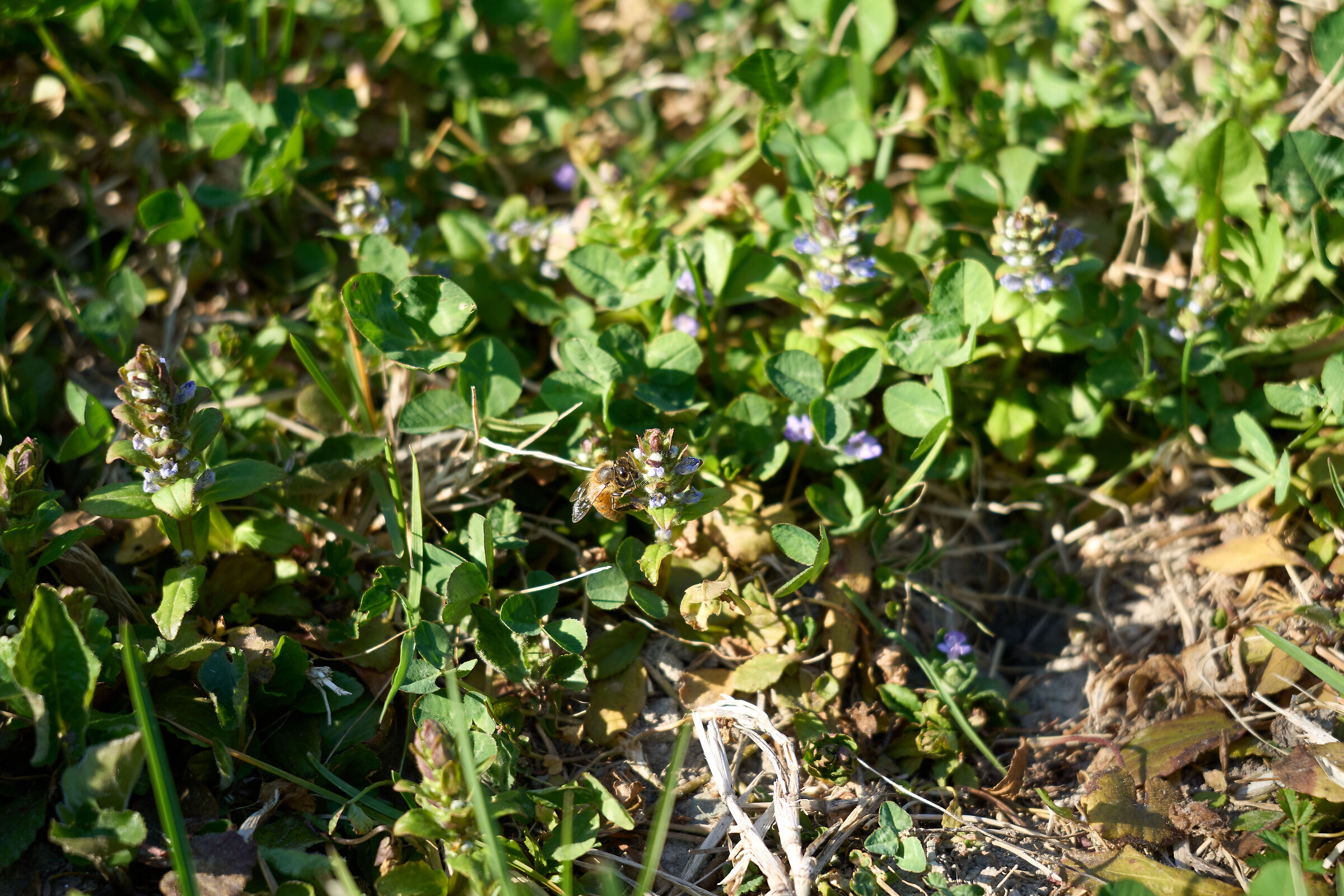 Test A7C 04, RAW da C1 "Sony A7C ProStandard"