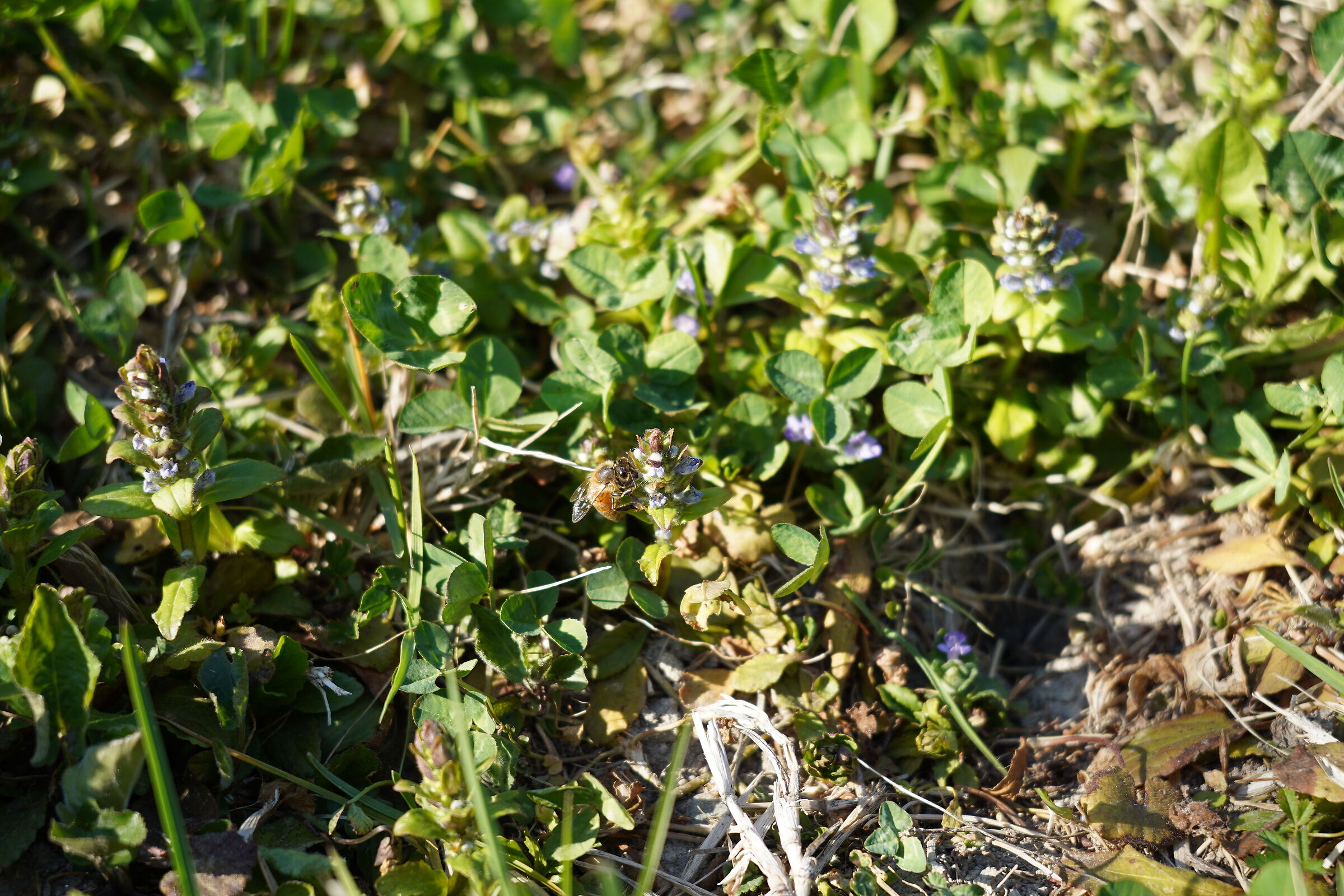 Test A7C 04, jpeg con Profilo STD 0,0,0 - AWB - DR off