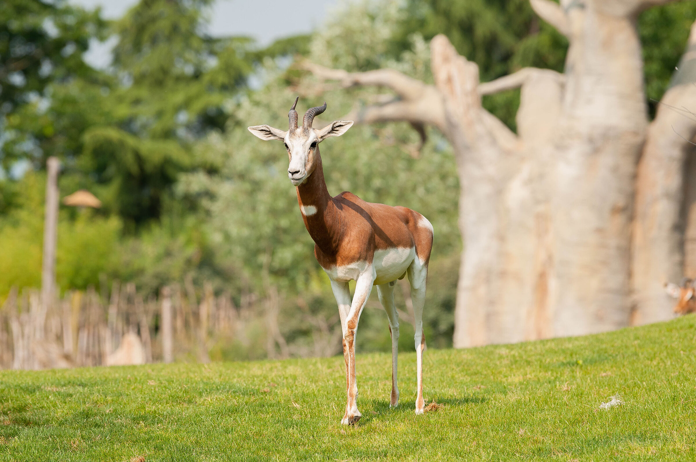 antelope