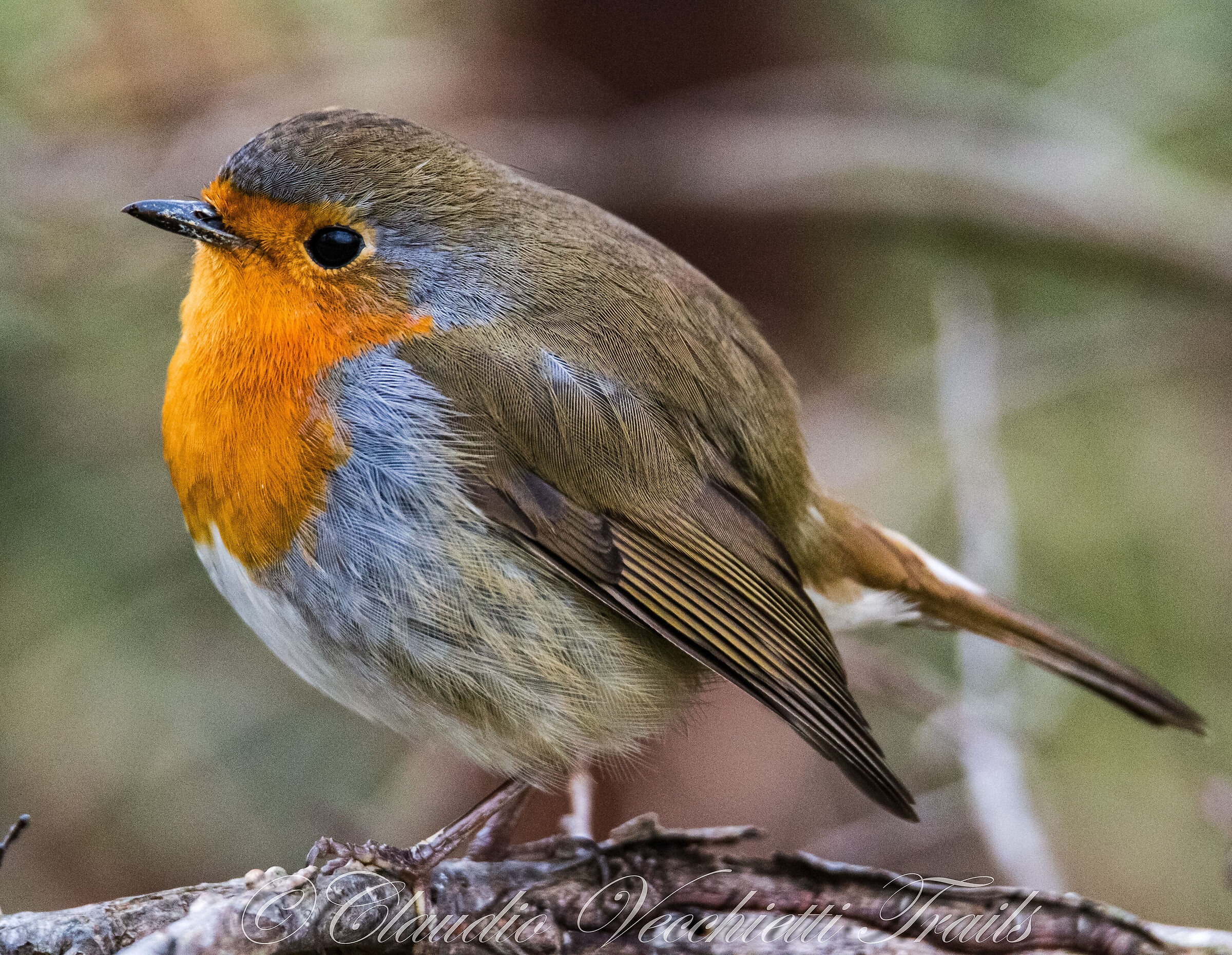 Pettirosso (Erithacus rubecula)