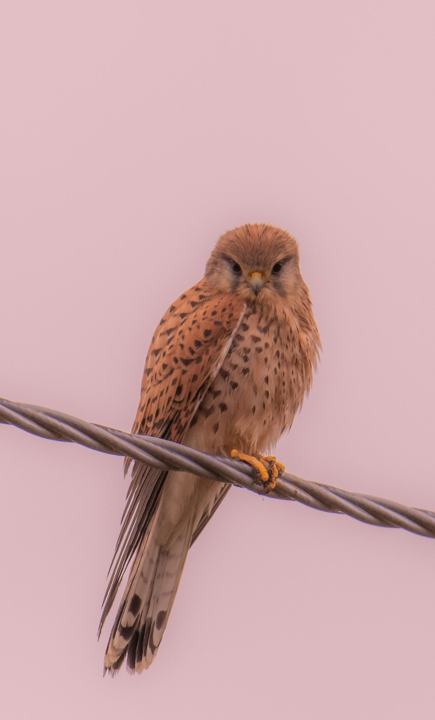 Gheppio (Falco tinnunculus)