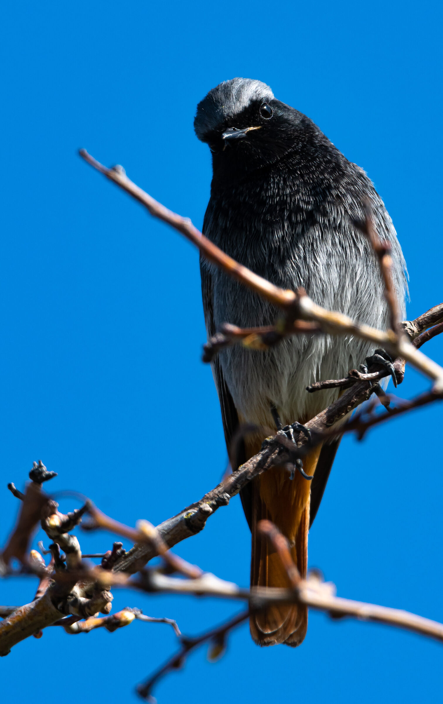Codirosso spazzacamino (Phoenicurus ochruros)