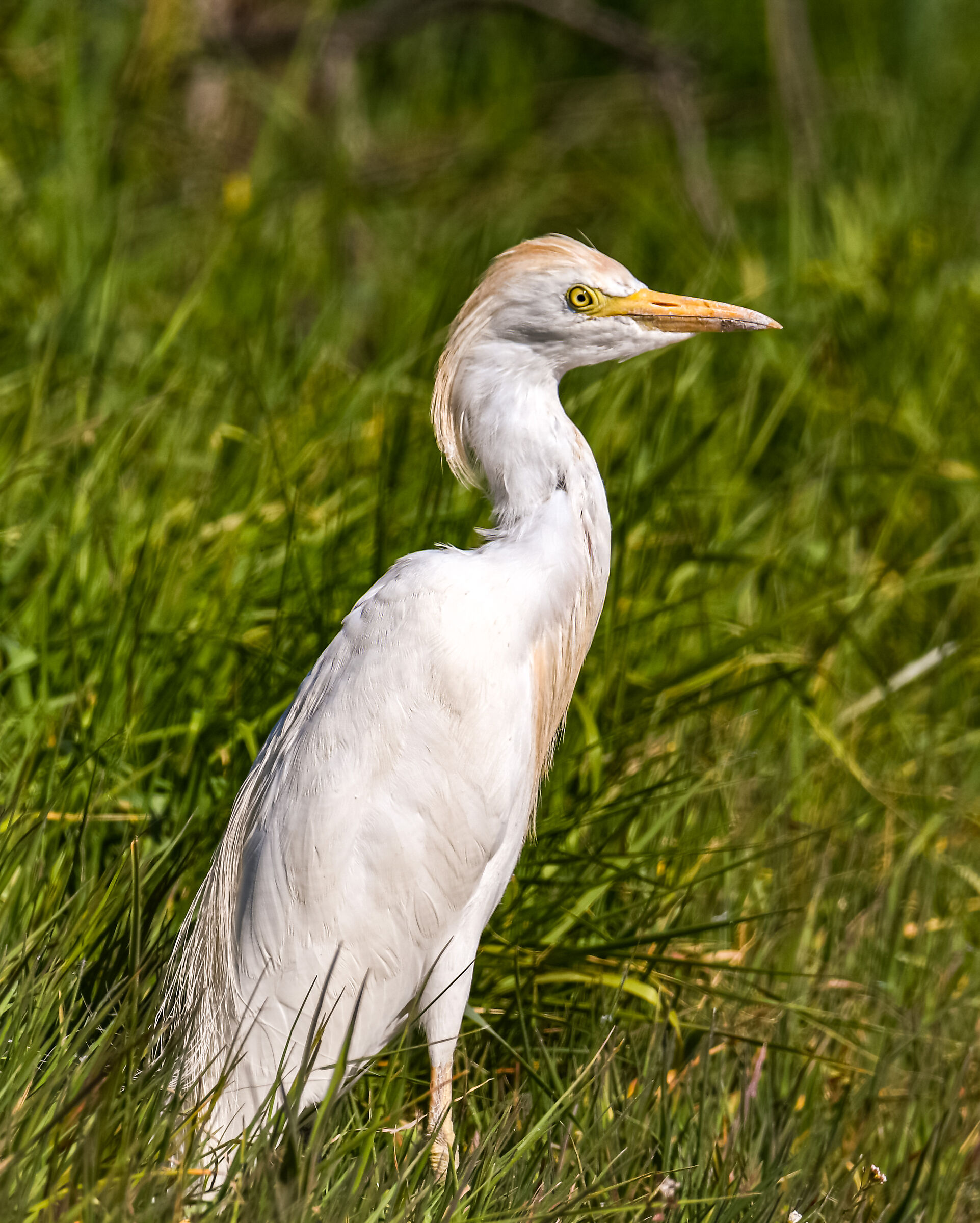 Hen (Bubulcus ibis)