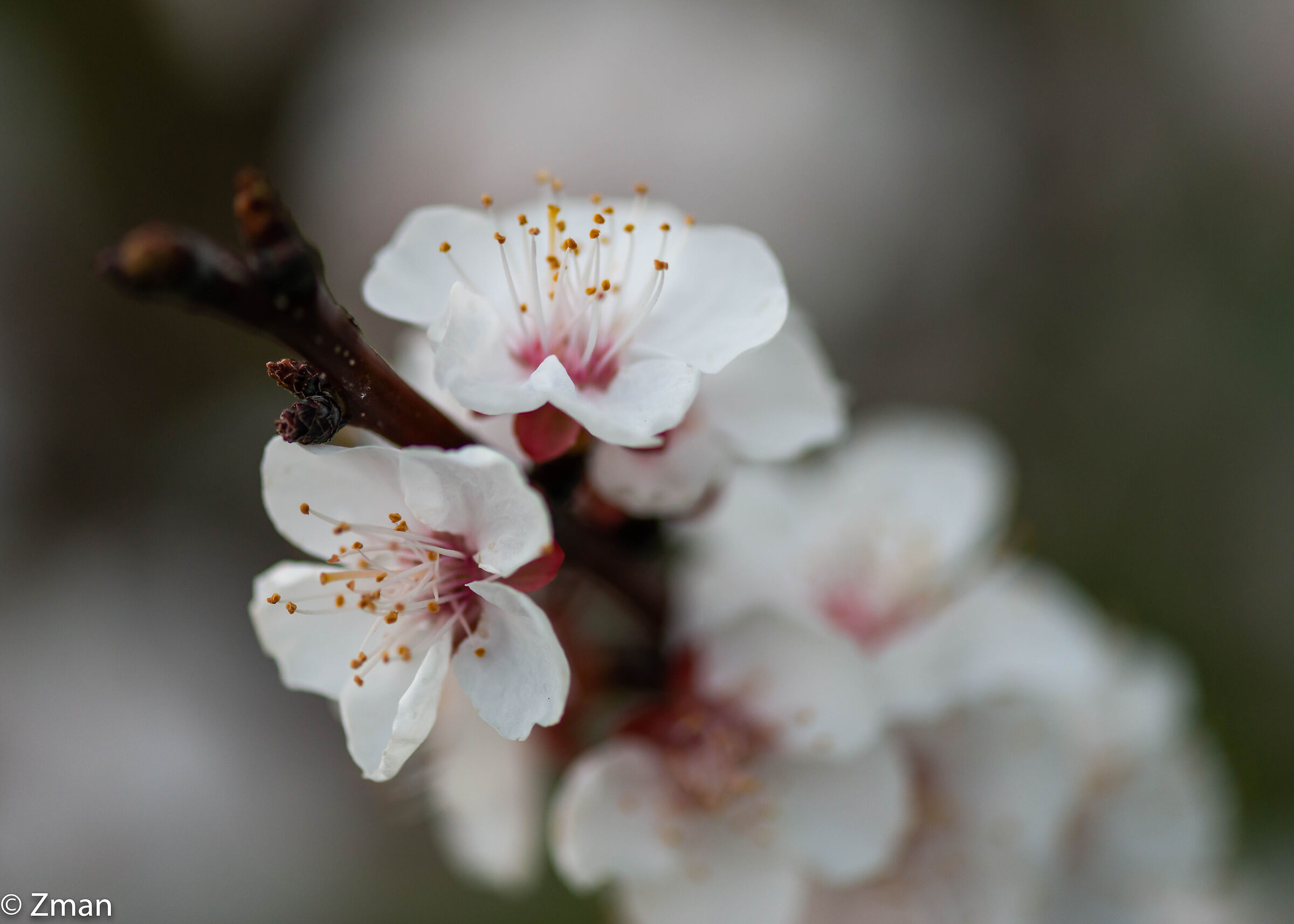 Appricot Flowers