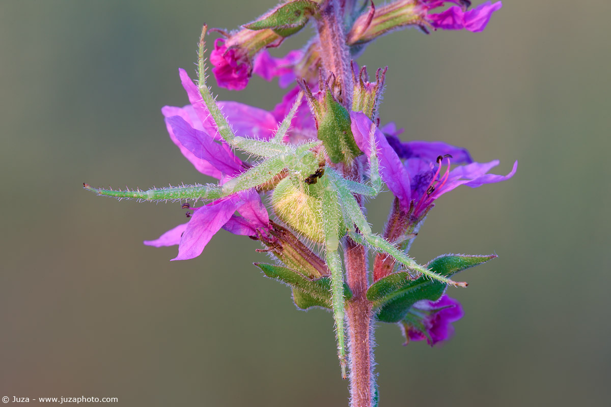 Heriaeus hirtus, 010148
