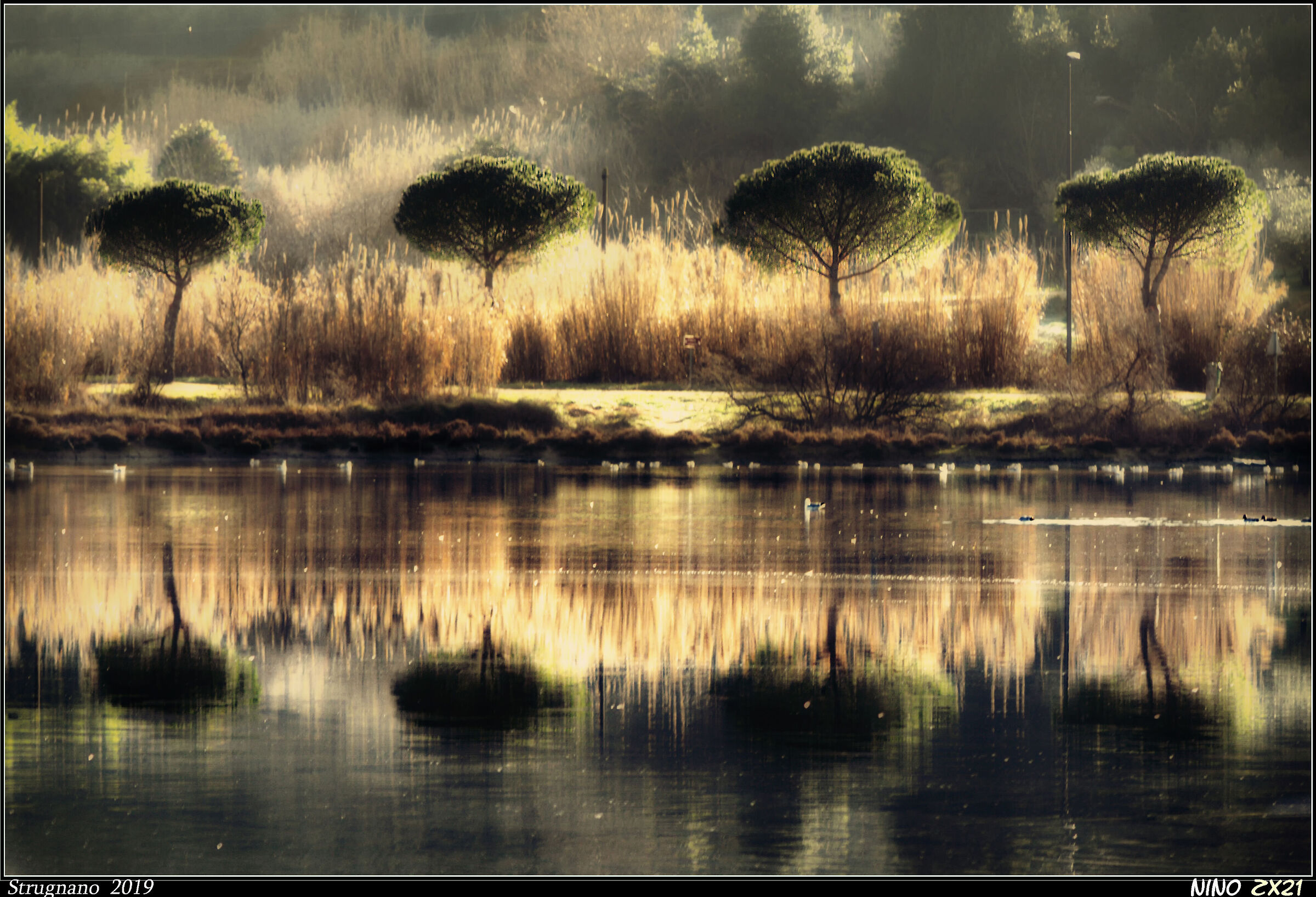 Maritime pines in Strugnano
