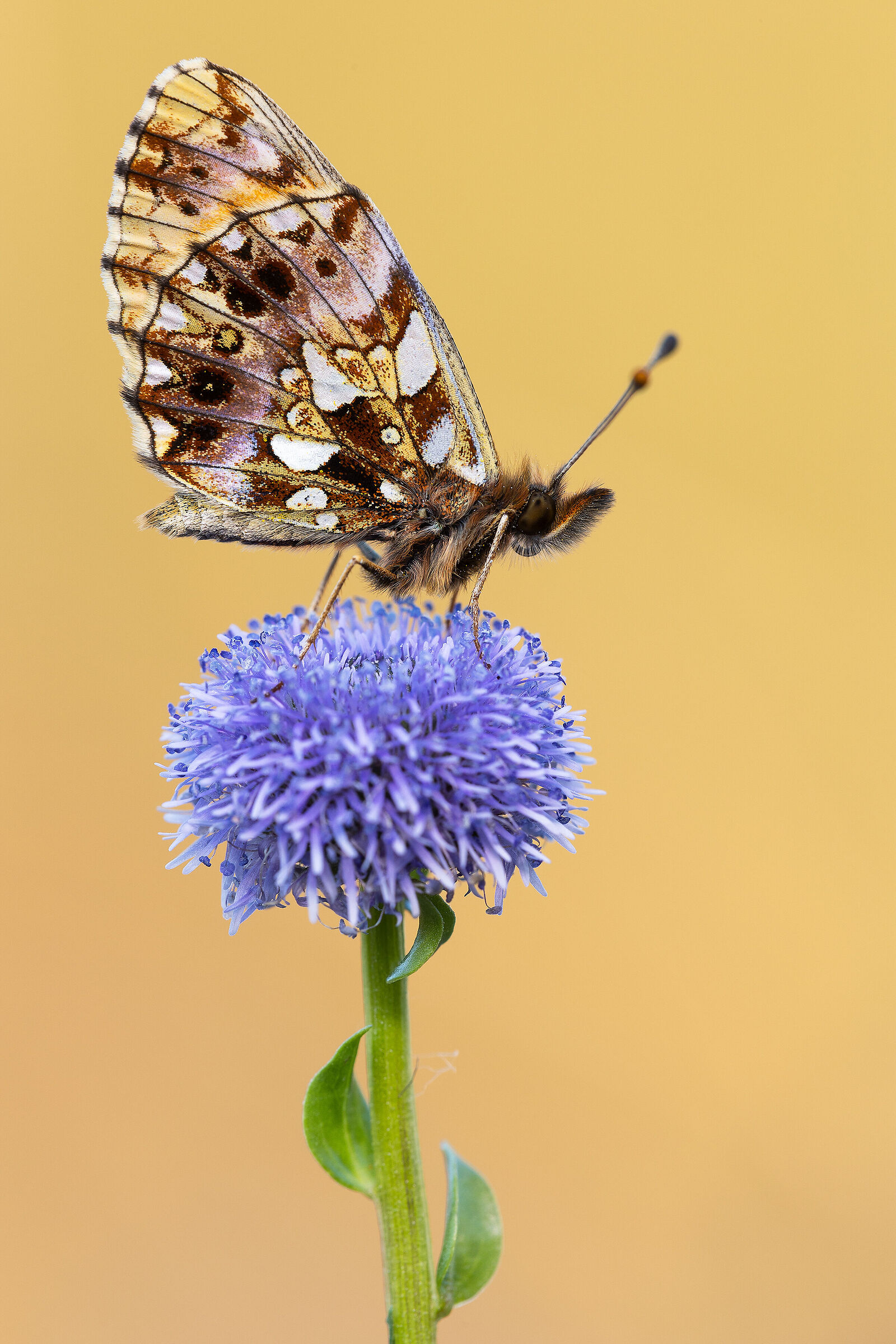 Boloria