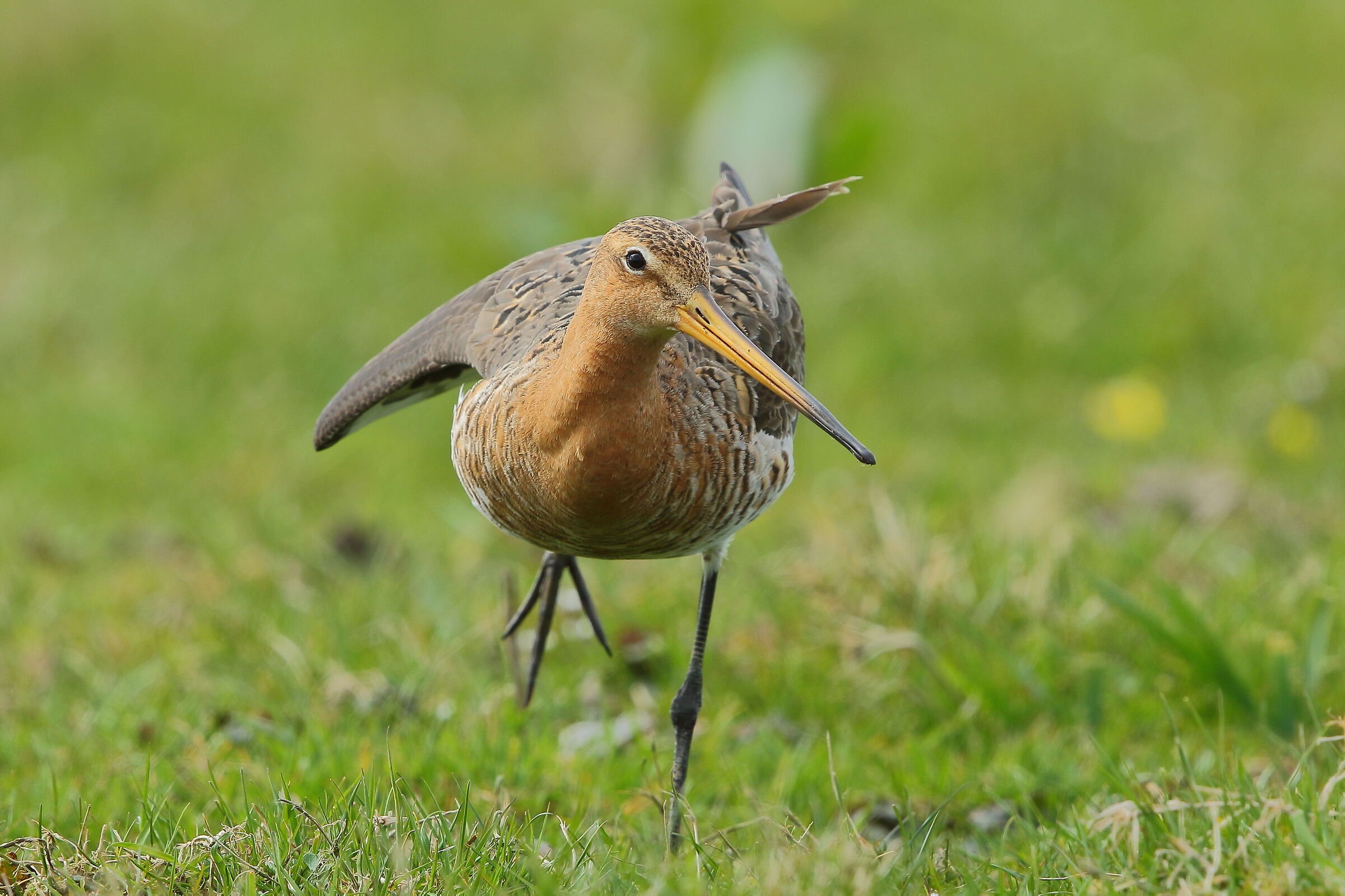 black-tailed godwit