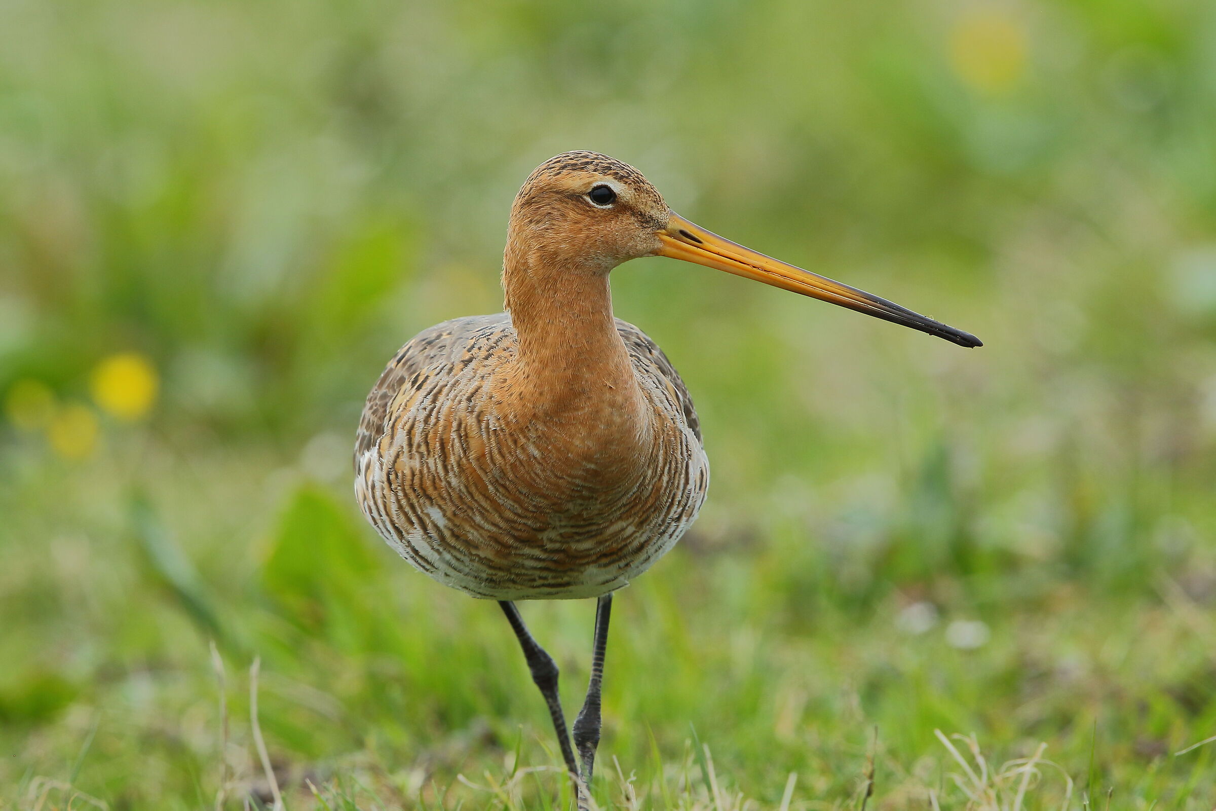 black-tailed godwit