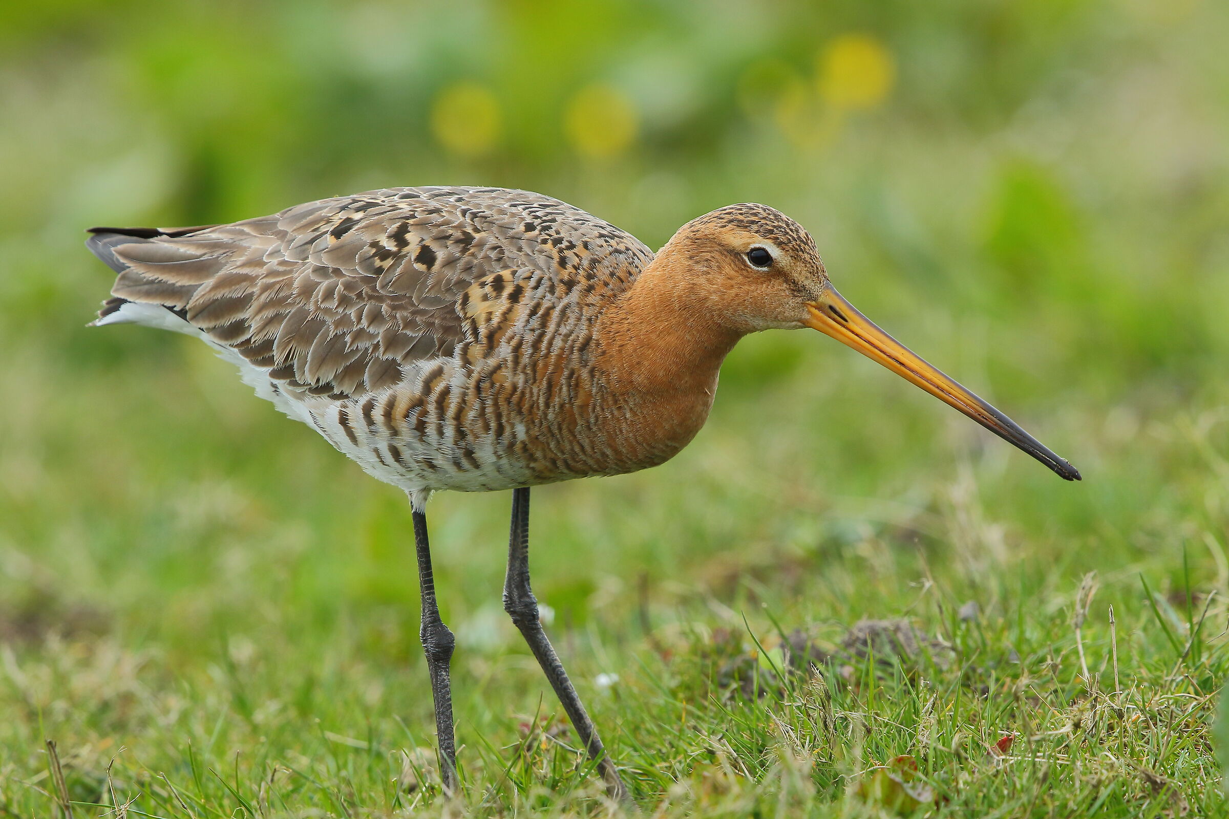 black-tailed godwit