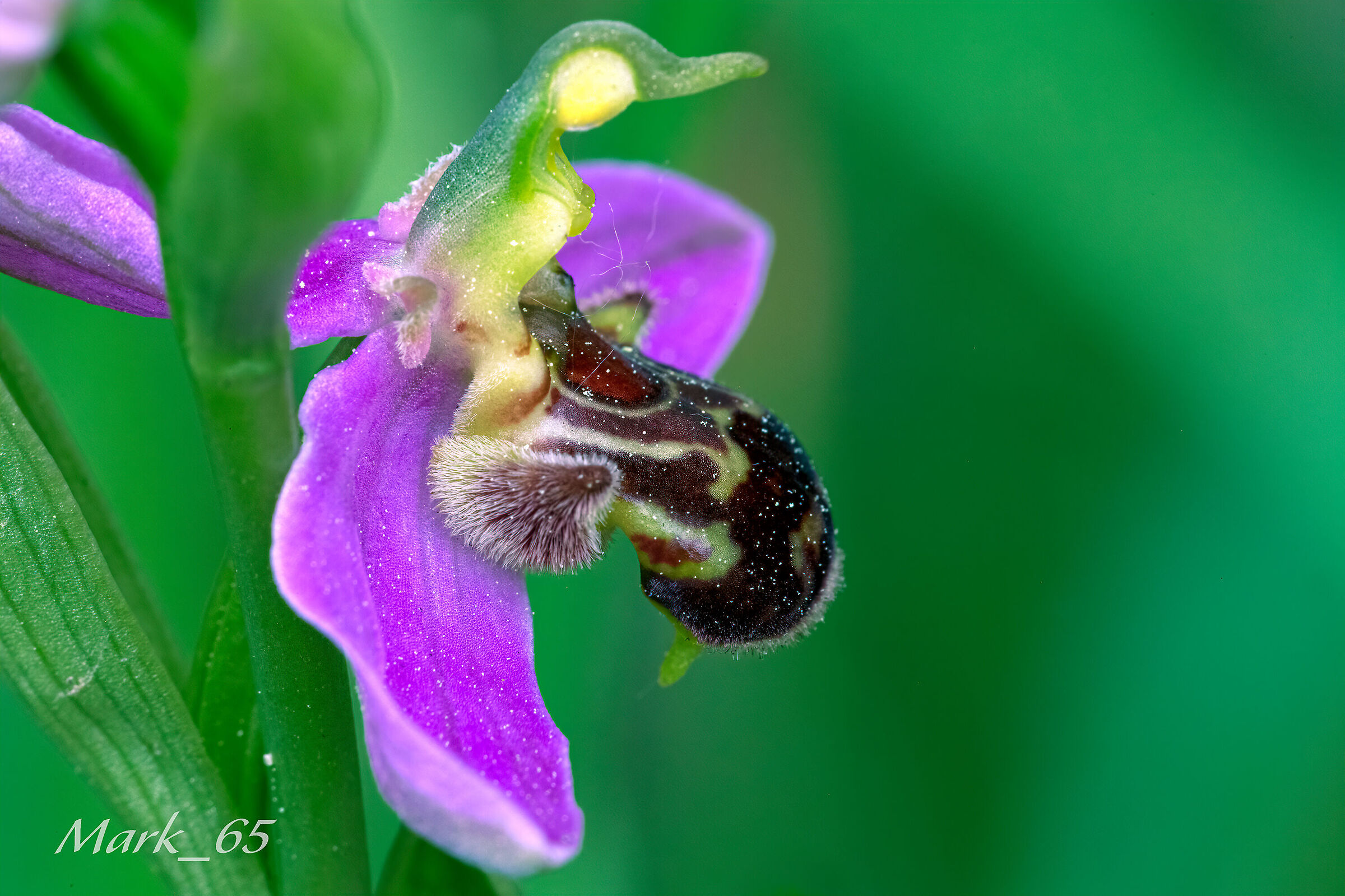 ophrys apifera