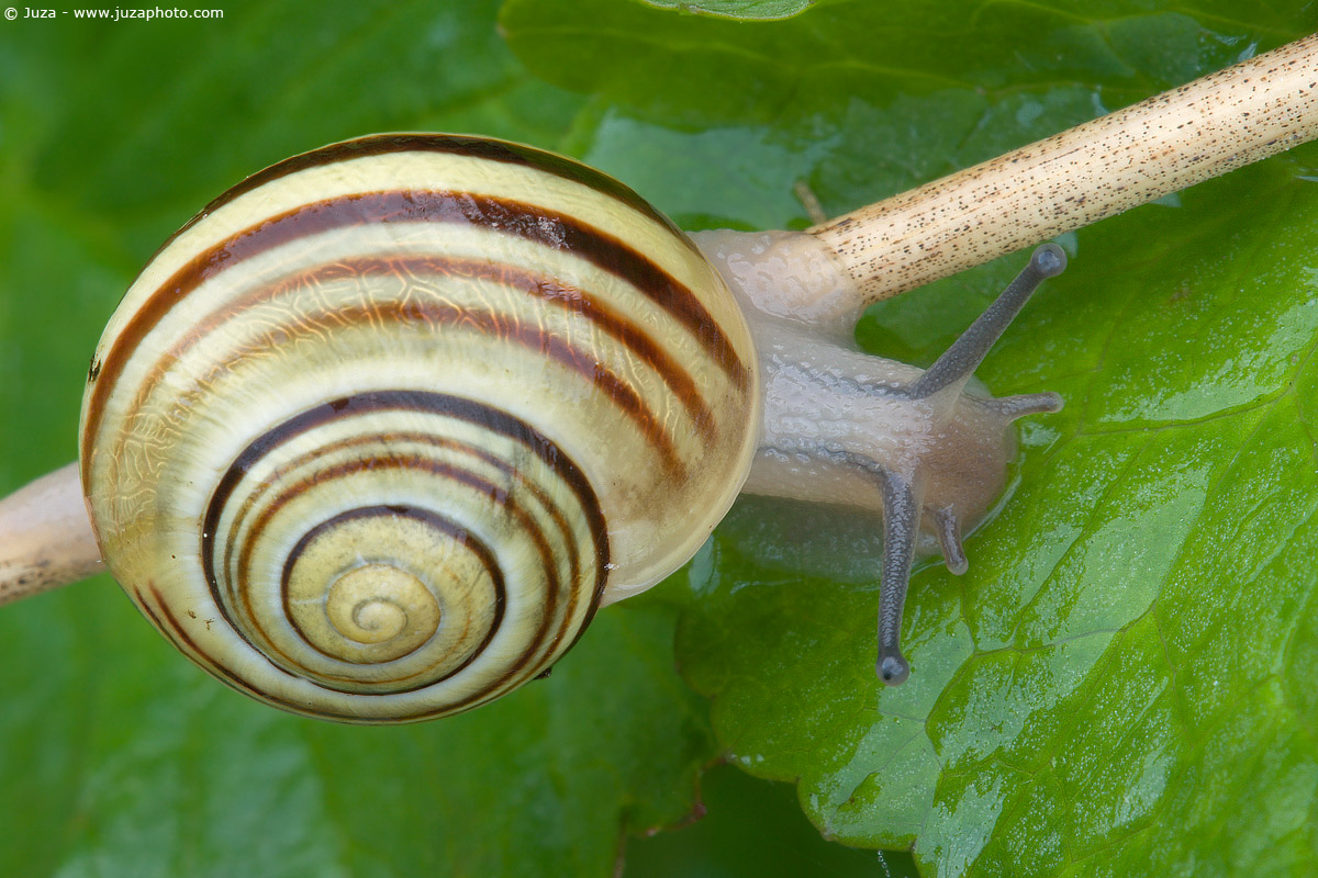 Cepaea hortensis, 005651