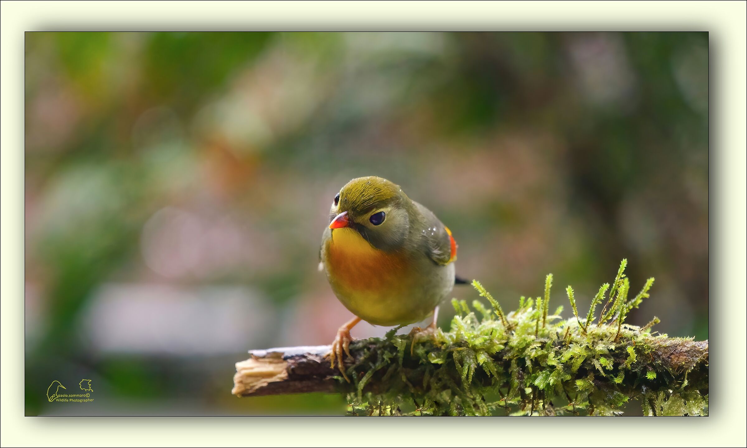 Nightingale of Japan