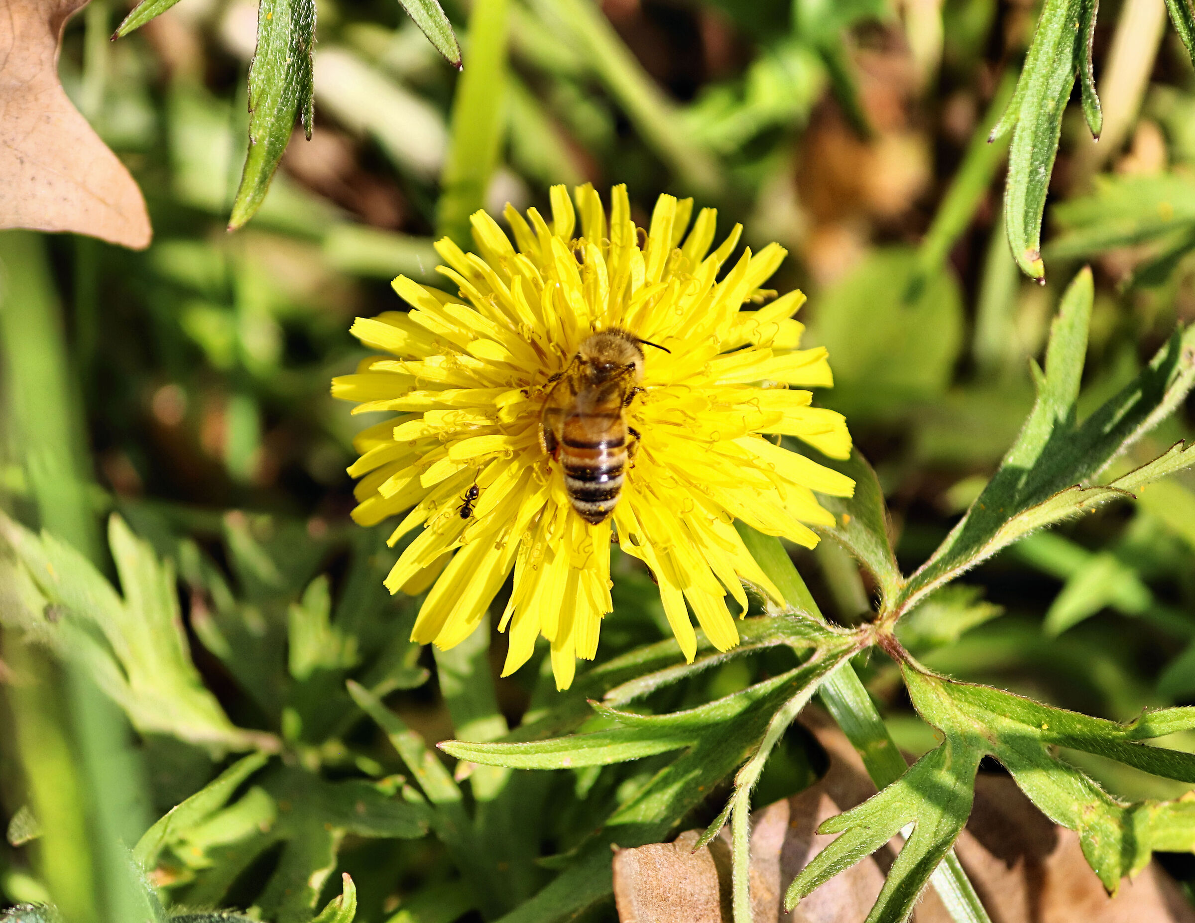 Poi ci sono io......