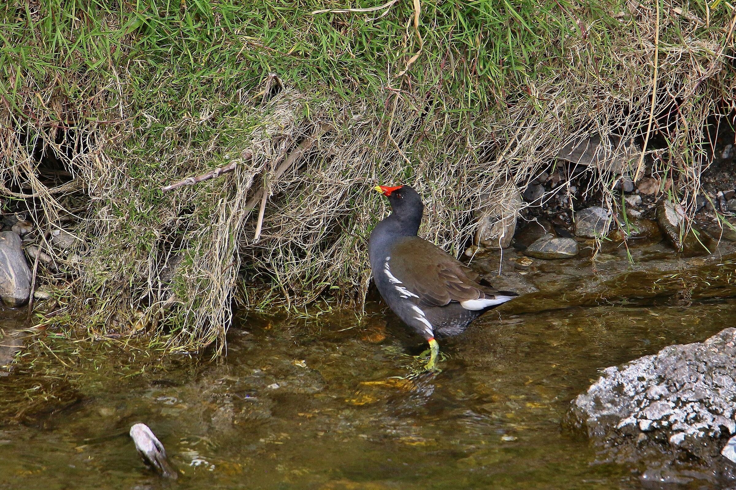 Gallinella al pascolo (Gallinula Chloropus)