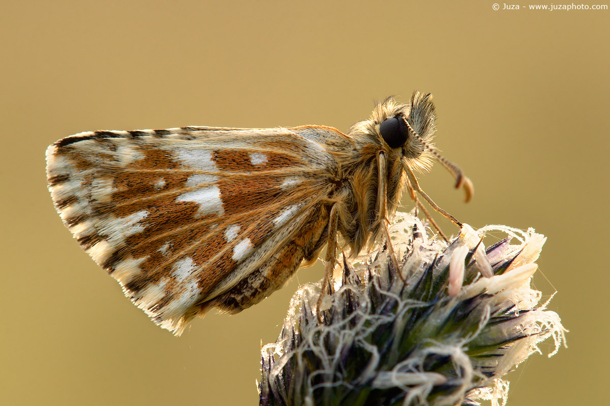 Pyrgus malvoides, 005657